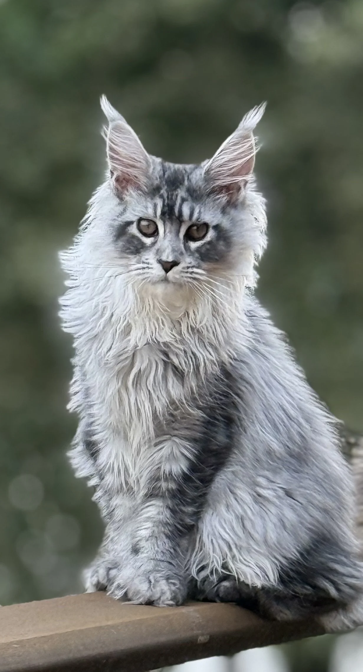 A long-haired gray and white Maine Coon cat with tufted ears sitting on a wooden surface outdoors.