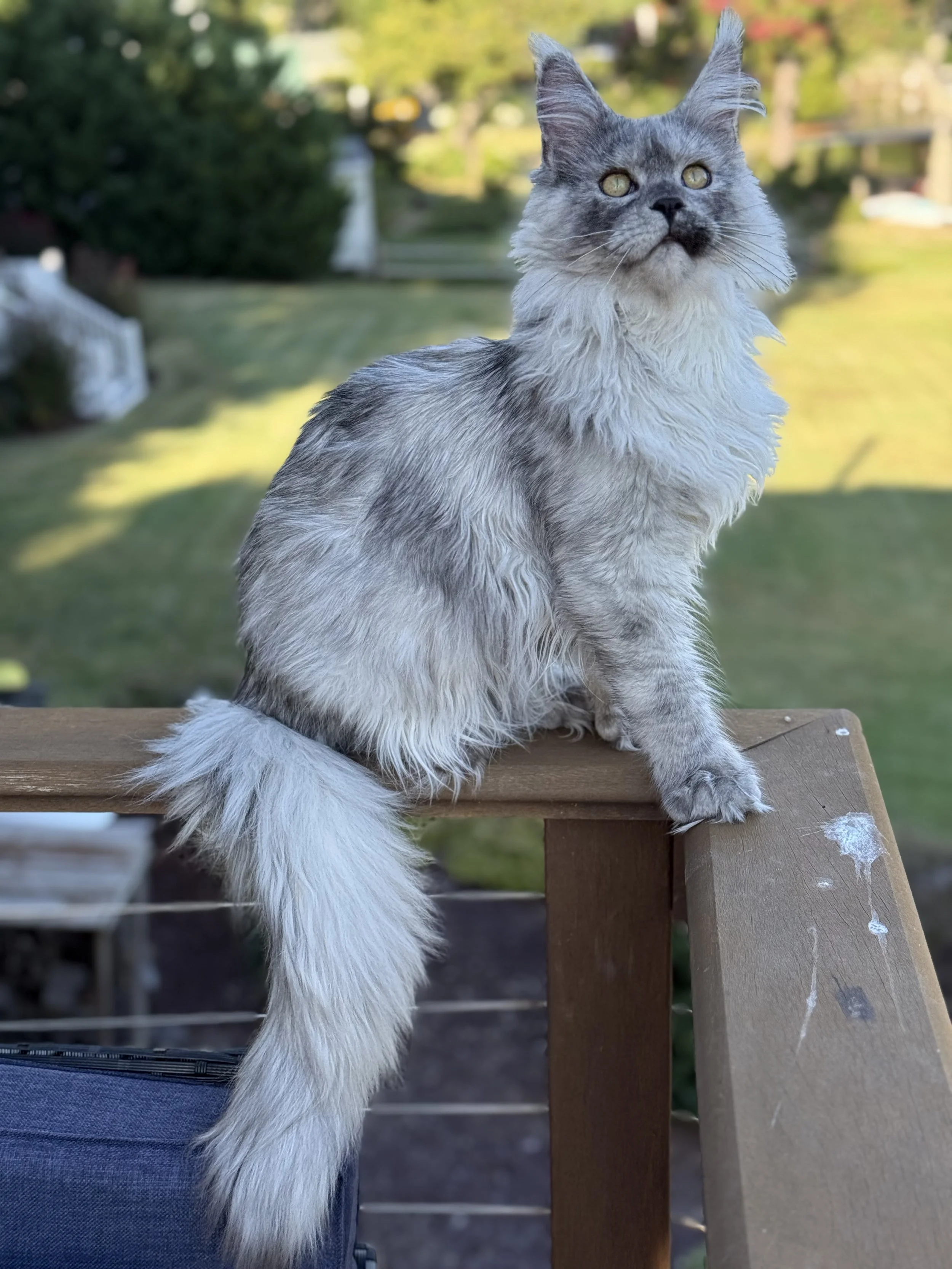 A fluffy gray Maine Coon cat with yellow eyes and prominent ears sitting on a wooden railing outdoors with a blurry green yard in the background.