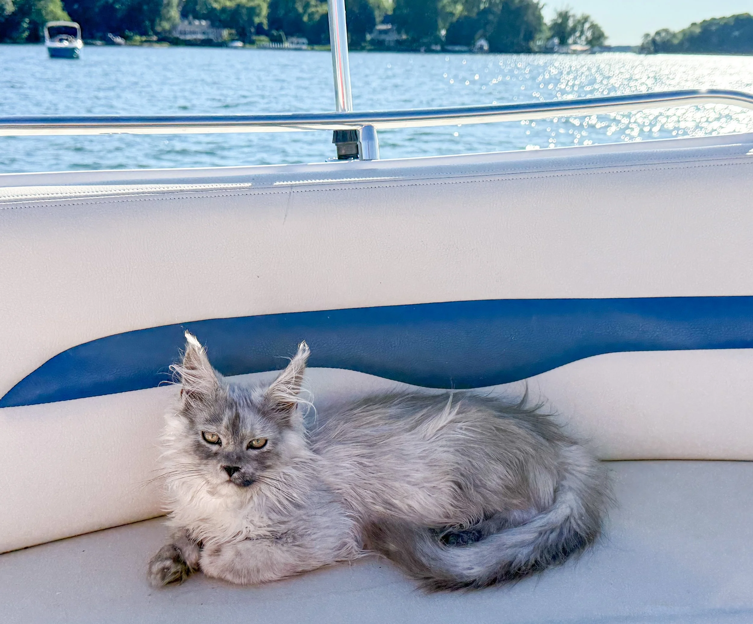 A gray Maine Coon cat with long fur lying on a boat seat, with water and trees in the background - Mainecoon Gods LLC Cattery
