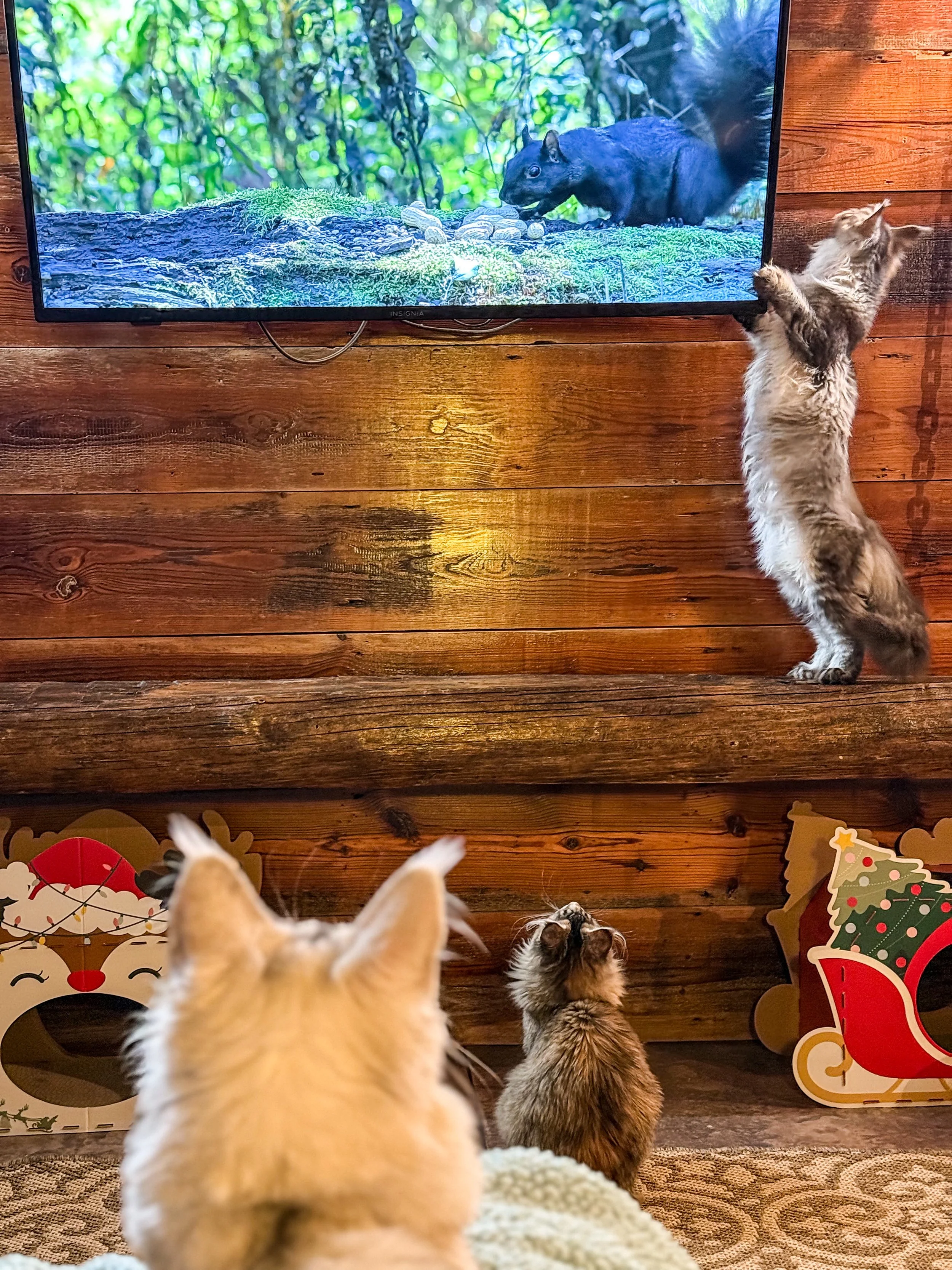 Three cats watching a documentary about a black animal on a flat-screen TV mounted on a wooden wall. One cat is lying on its back, another is sitting, and the third is standing on its hind legs.