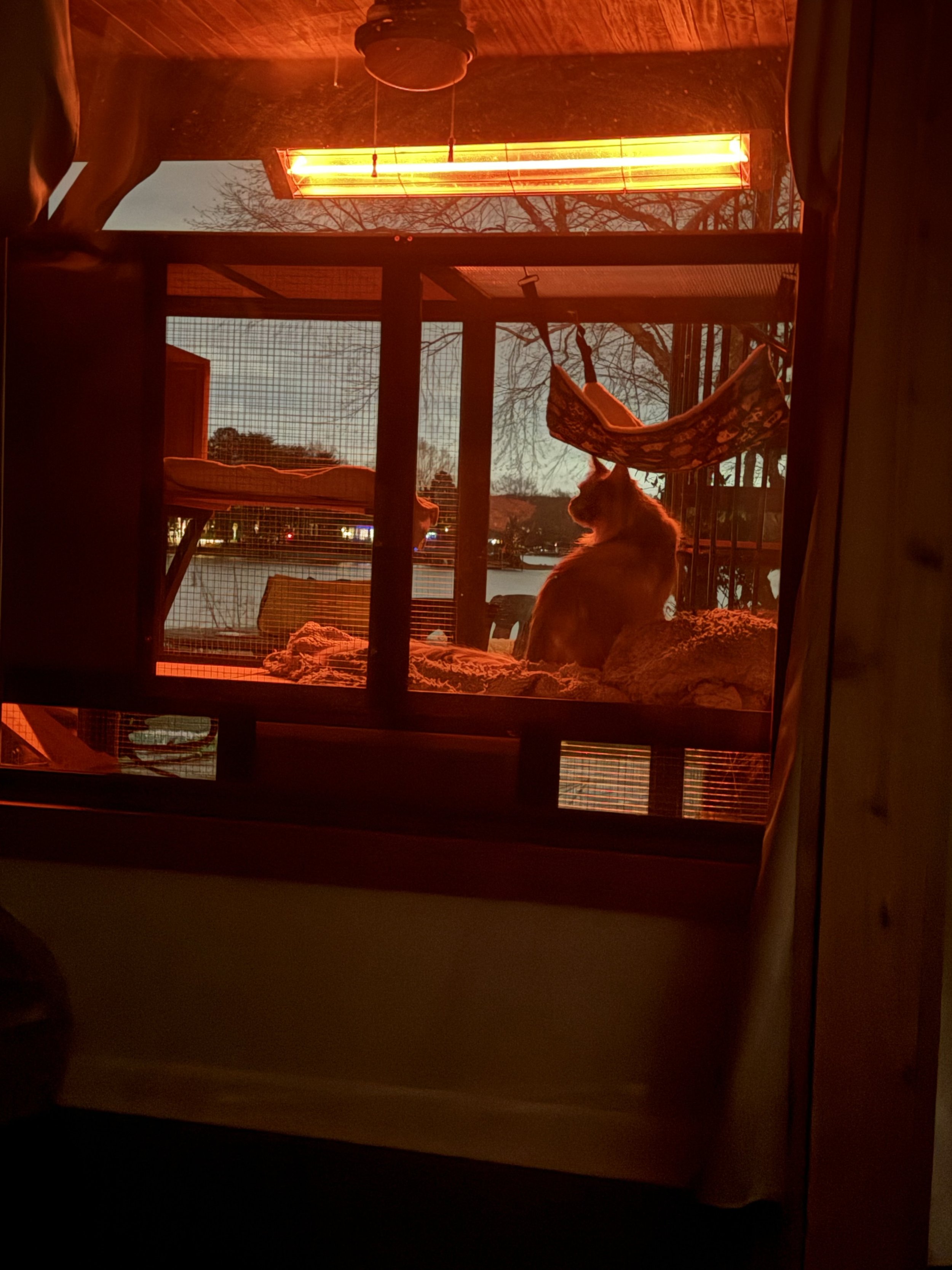 A Maine Coon cat sitting on a platform inside a screened outdoor enclosure, illuminated by a red heat lamp, with trees and a body of water visible outside - Mainecoon Gods LLC
