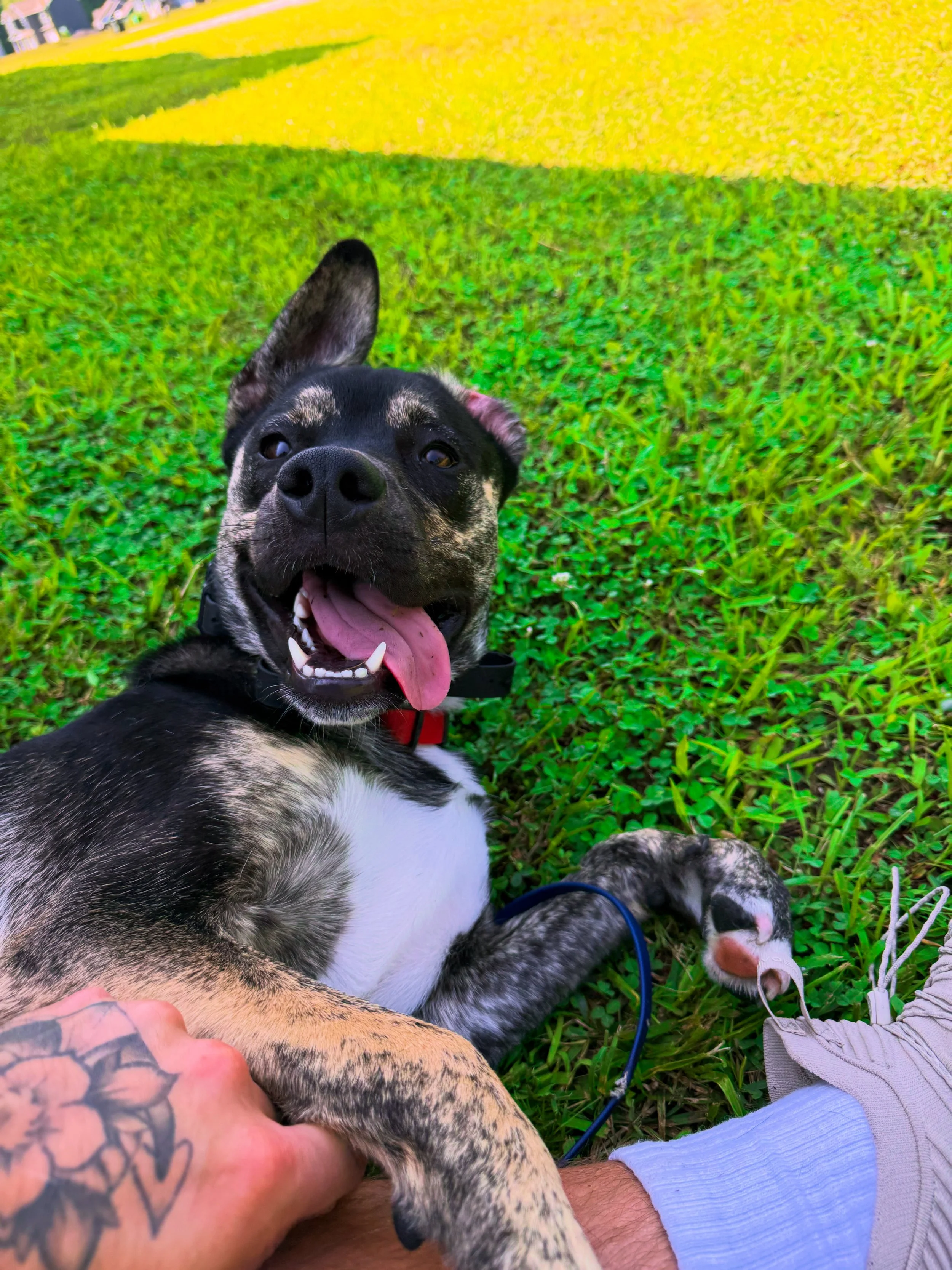 Hooch’s Story
