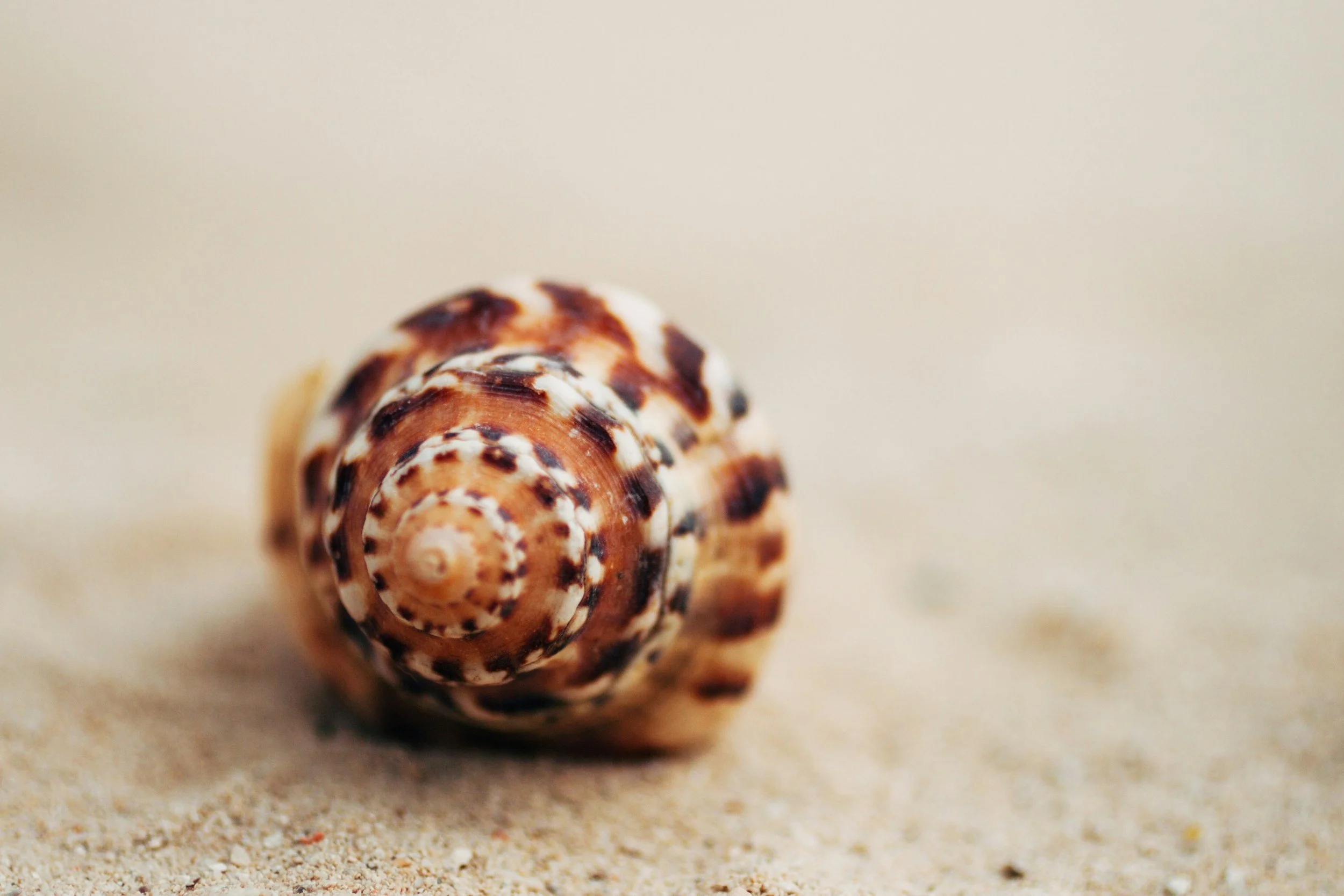 seashell on the beach