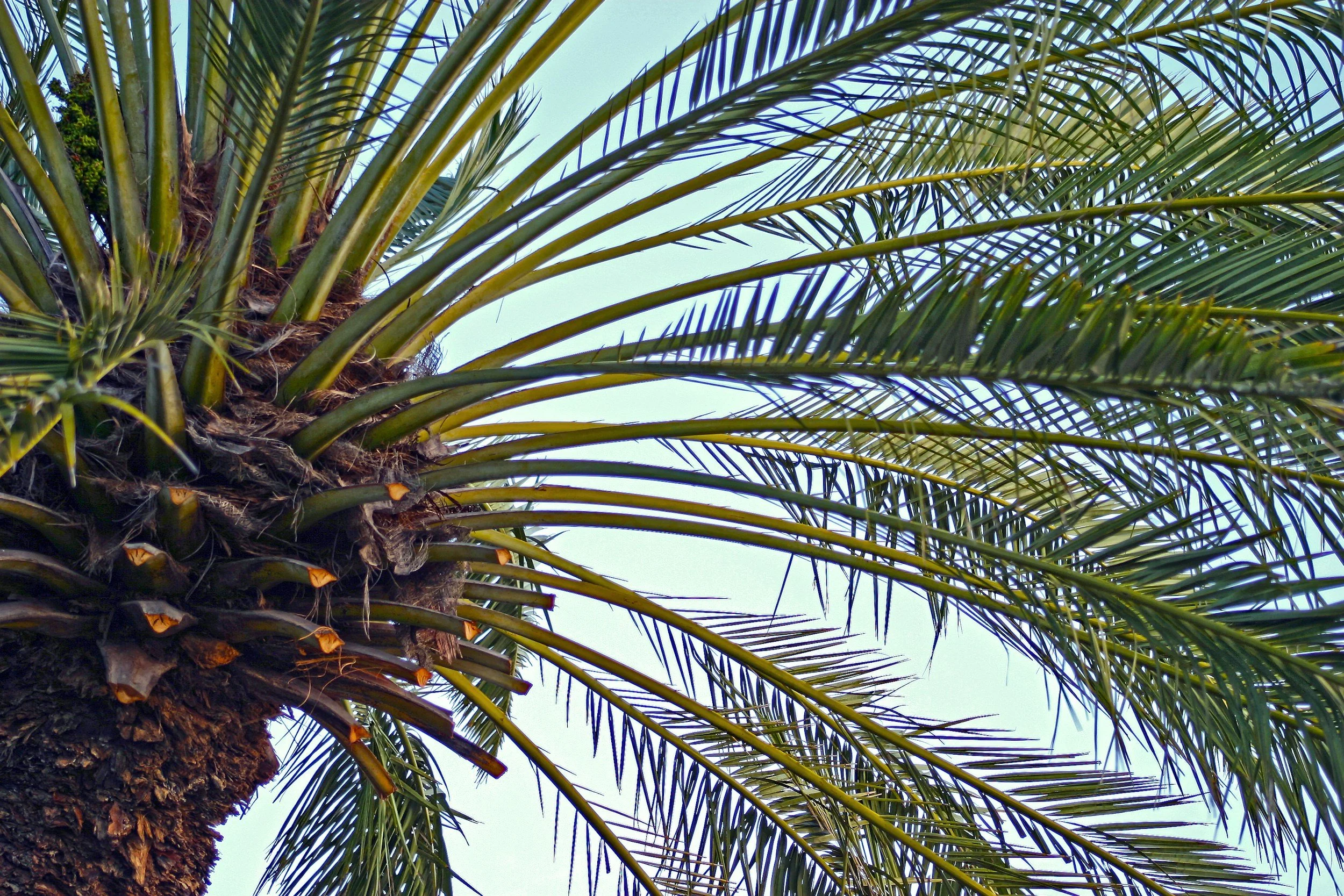 palm tree