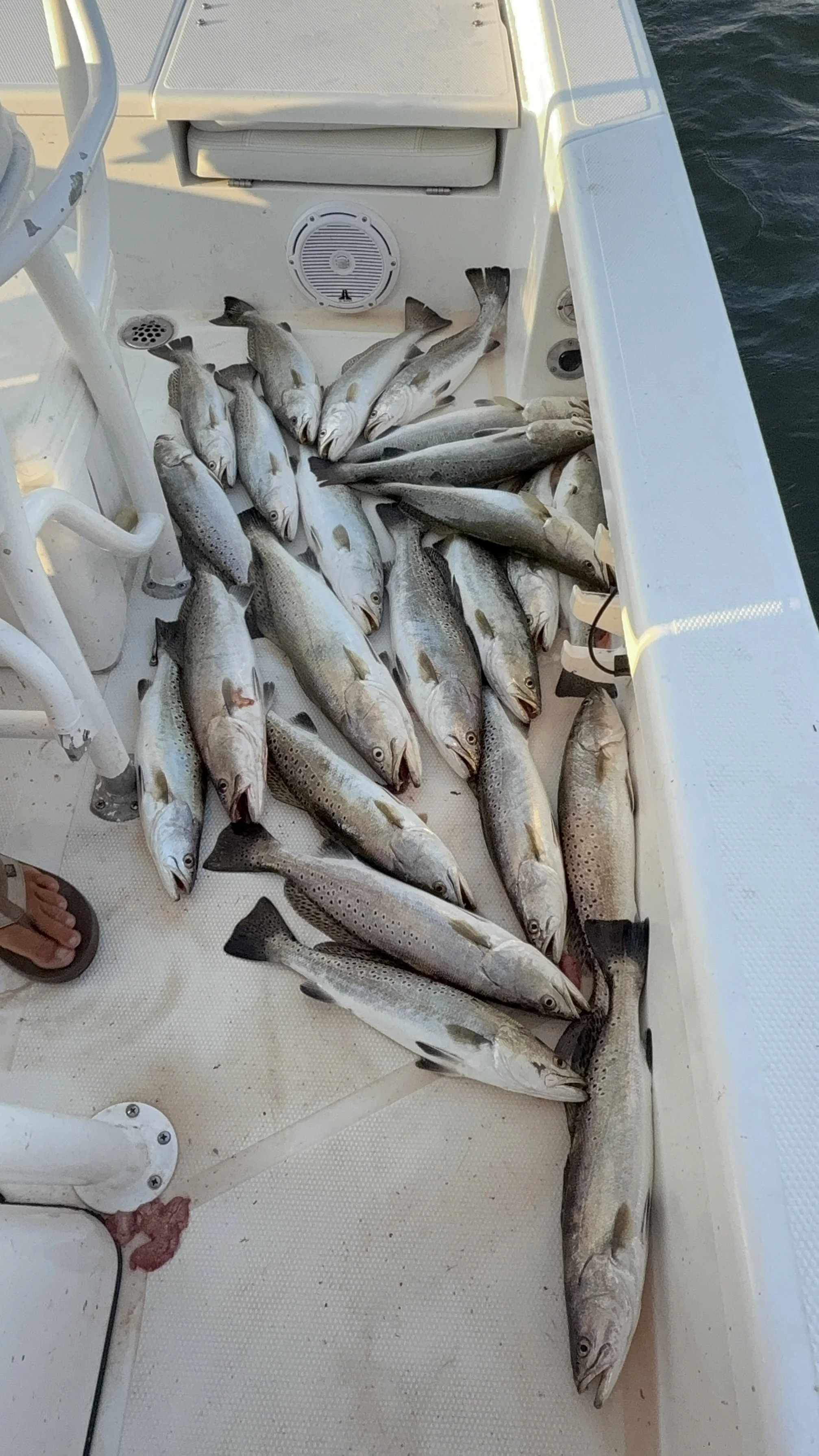 A boat deck with many caught fish, primarily cod, lying on the white surface. Some fish are large, with speckled patterns and open mouths, and there's part of a person's foot in a sandal visible at the bottom left corner.