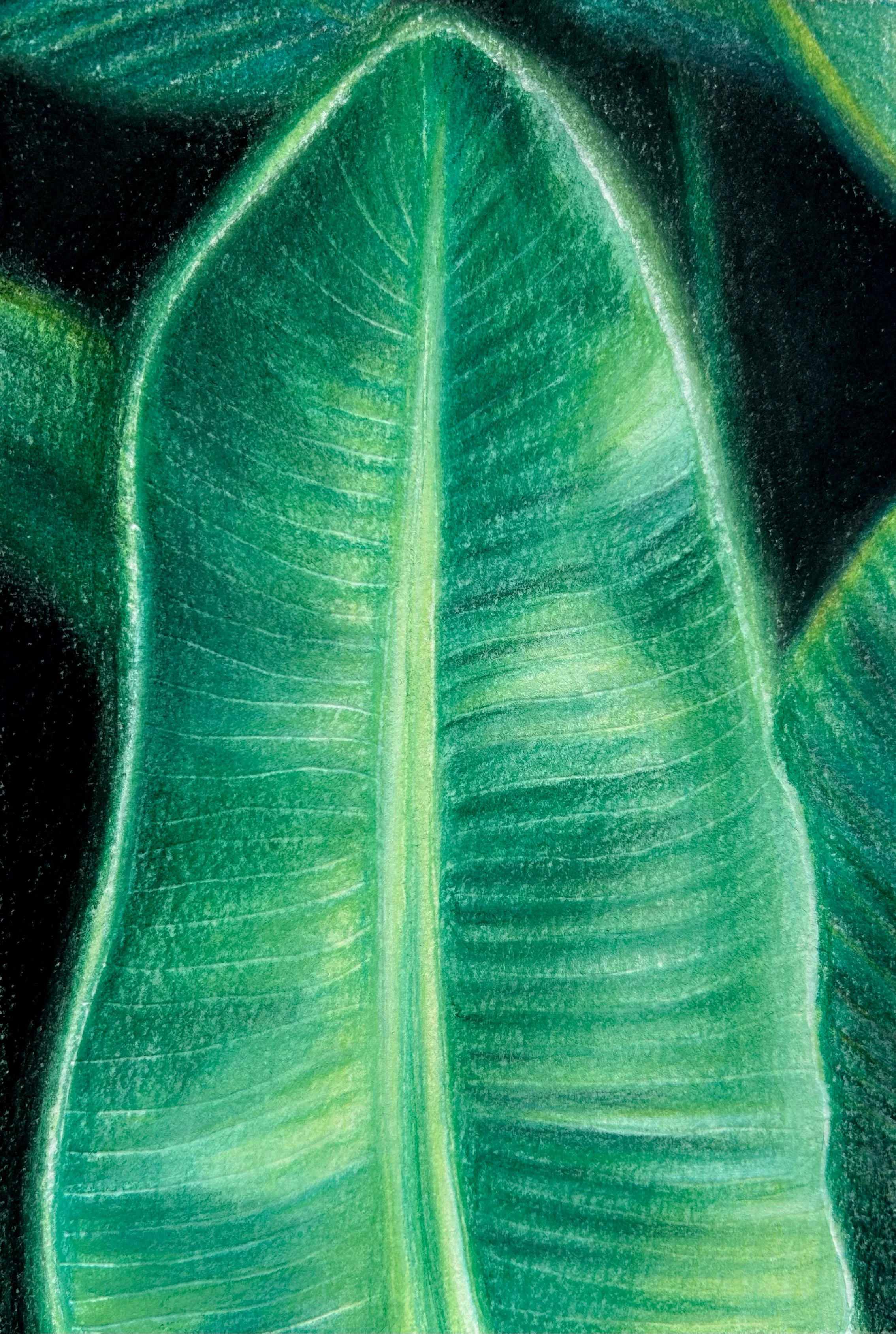 banana leaf.jpg