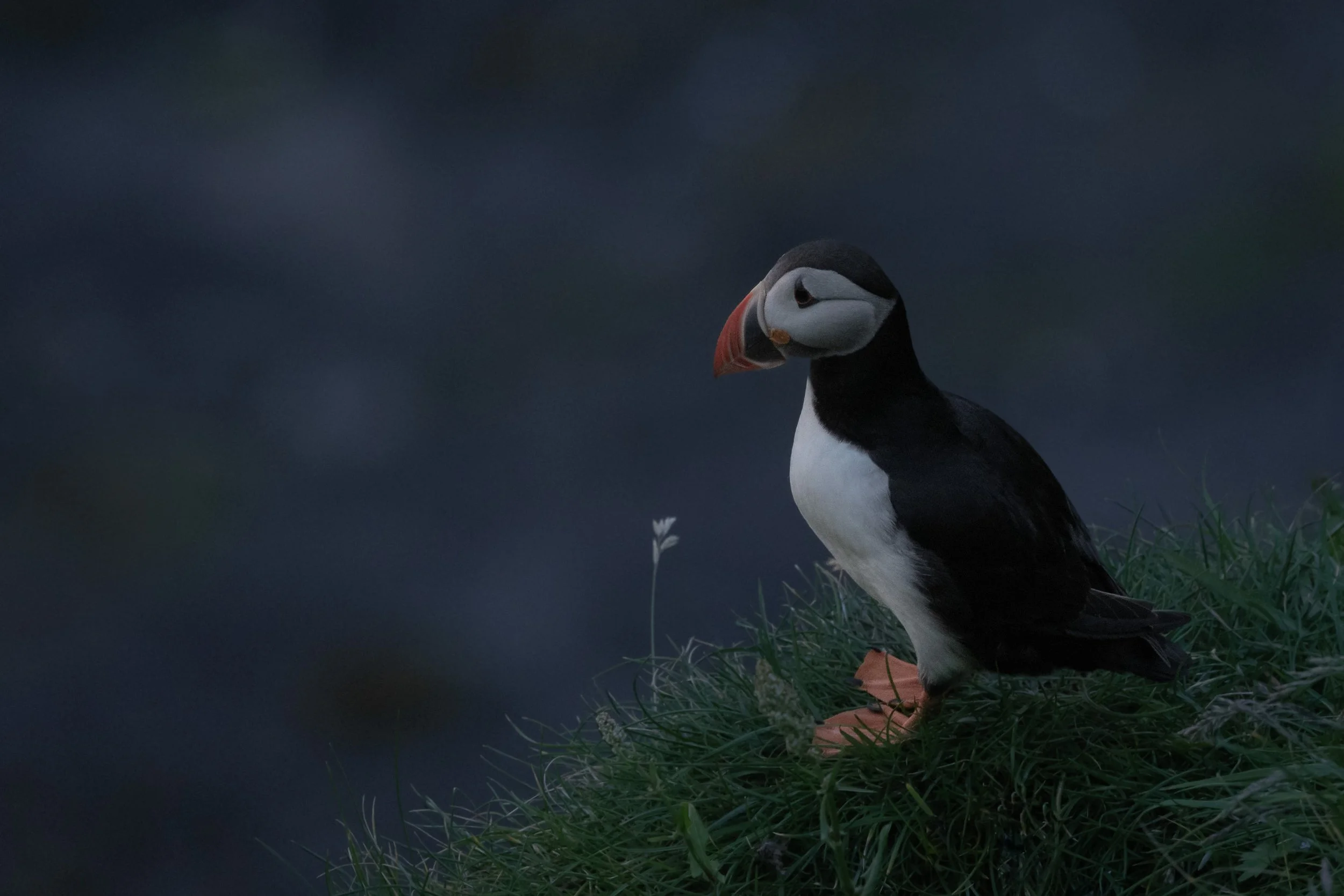 IlianaRomanul-Puffin-at-Dusk-with-Lone-Flower.jpg
