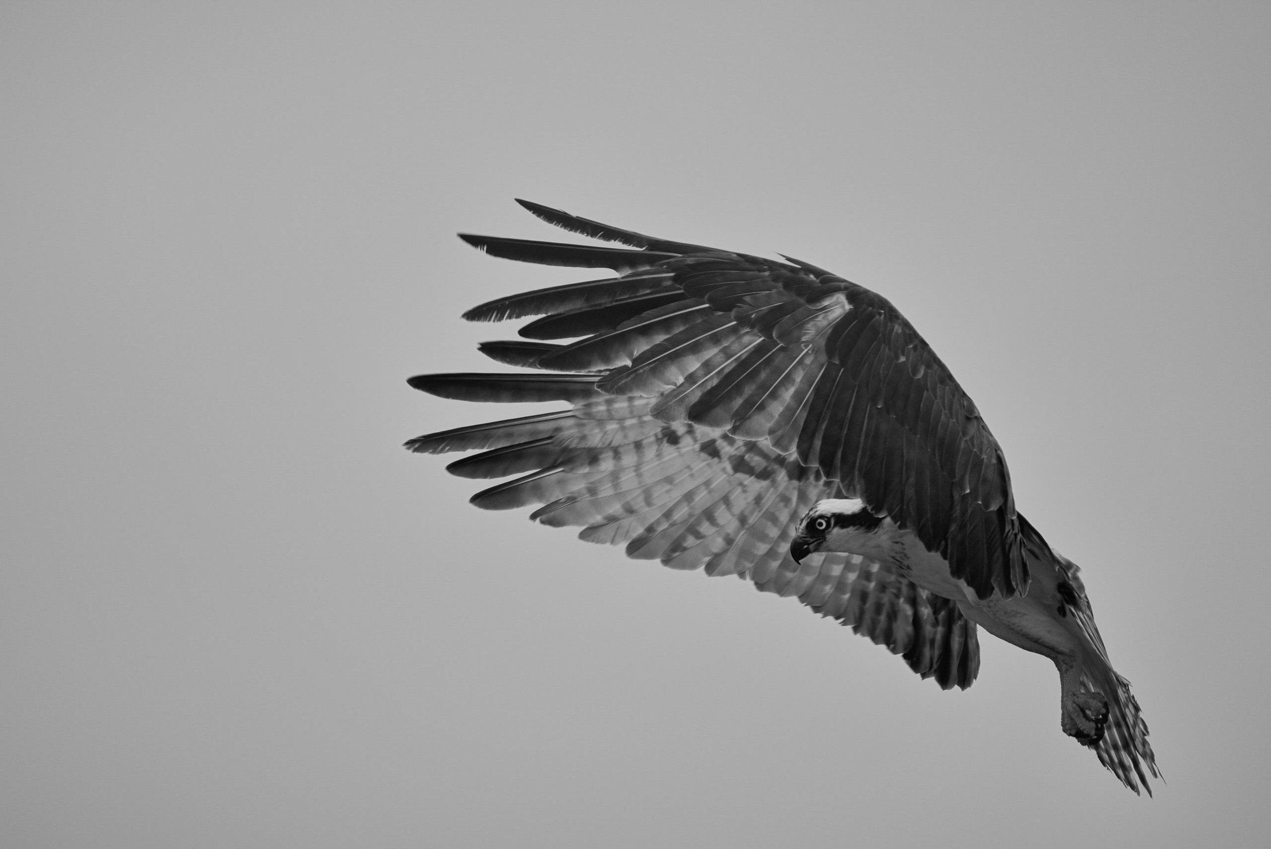 IlianaRomanul-Osprey-Hovering-B&W.jpg