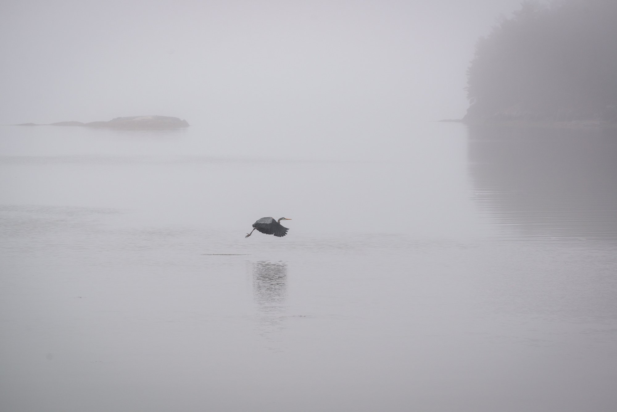 iliana-romanul-apparitions-brume.jpg