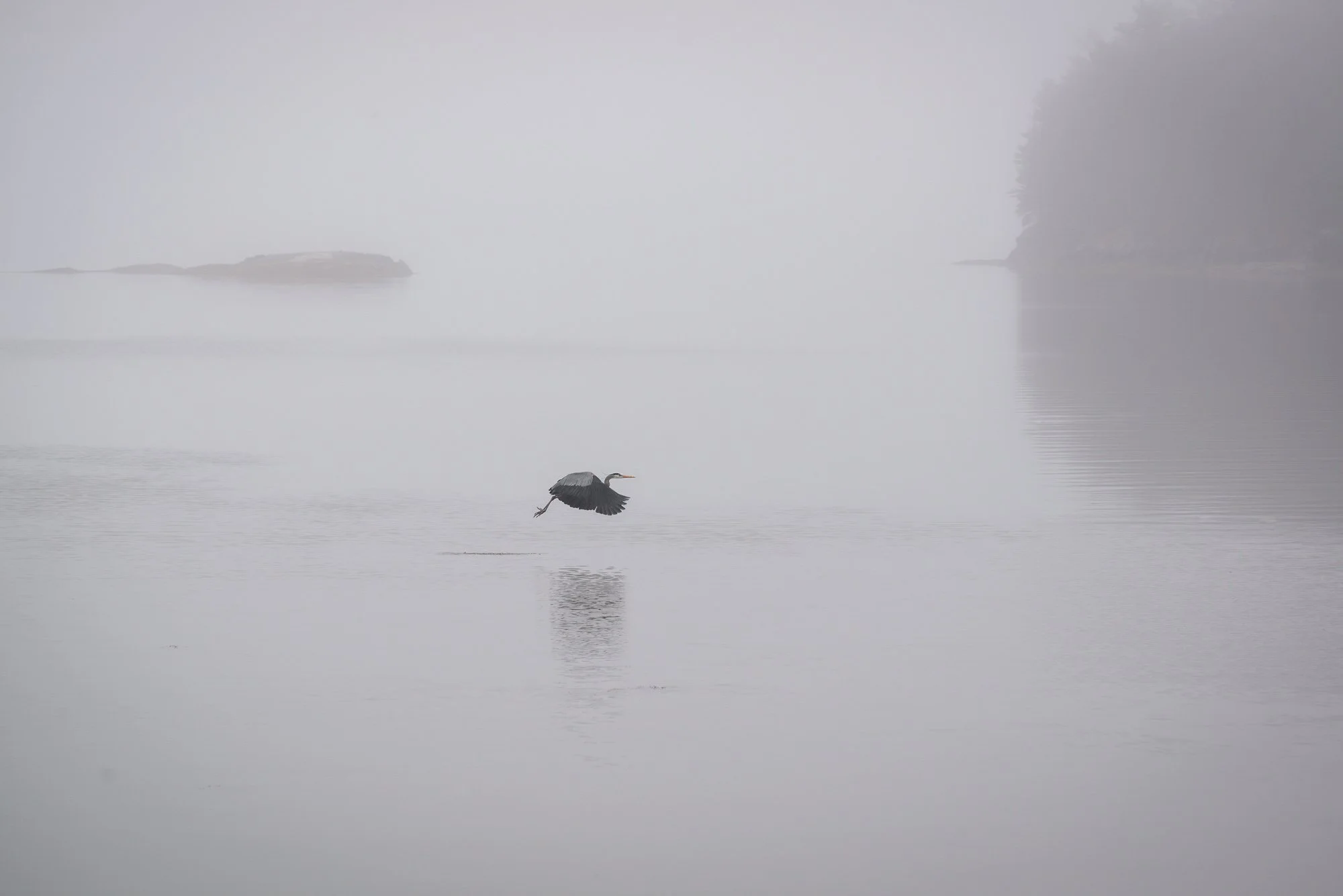 Brume, 2015