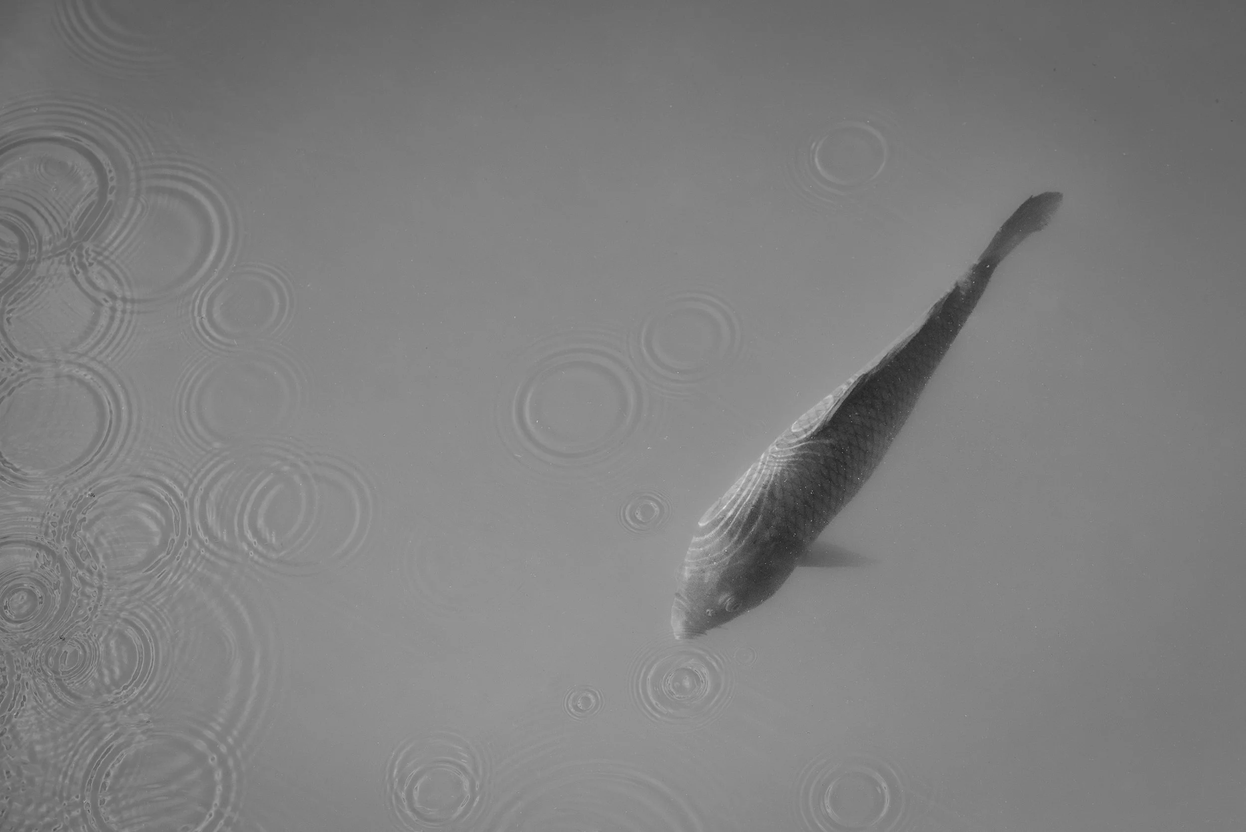 Black-and-white fish near the surface, surrounded by concentric ripples.