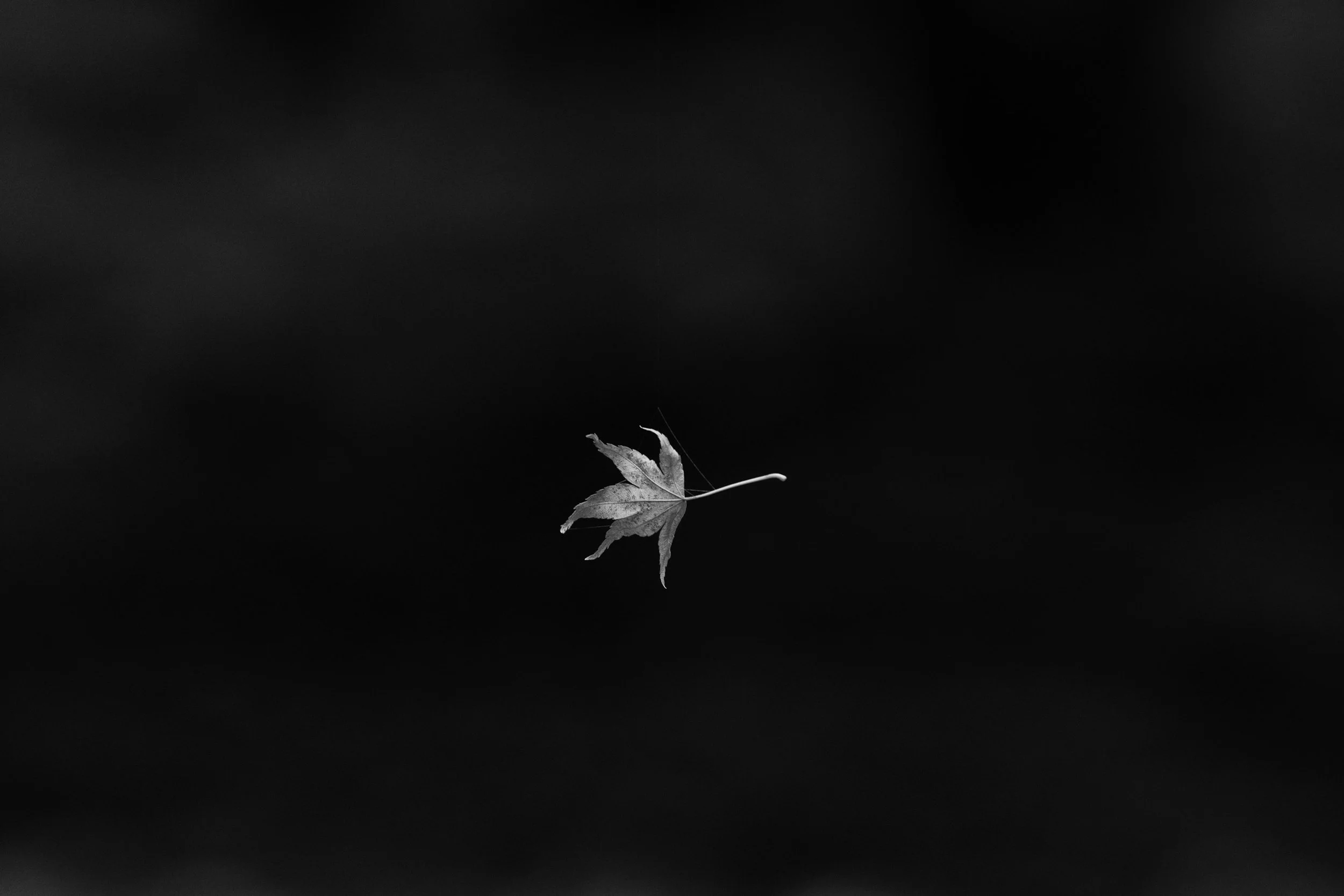 Black-and-white autumn leaf suspended by spider silk against a dark background.