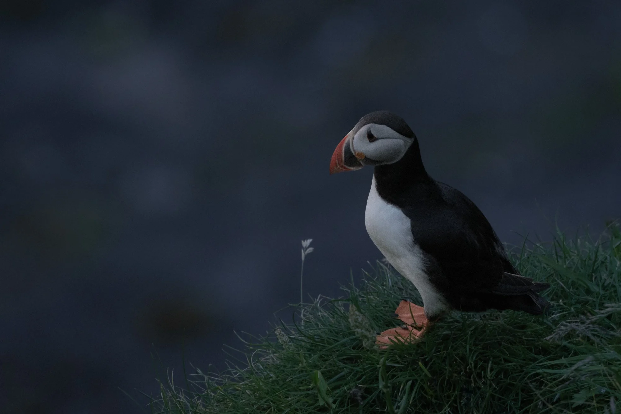 iliana-romanul-puffin at dusk with lone flower-web.jpg