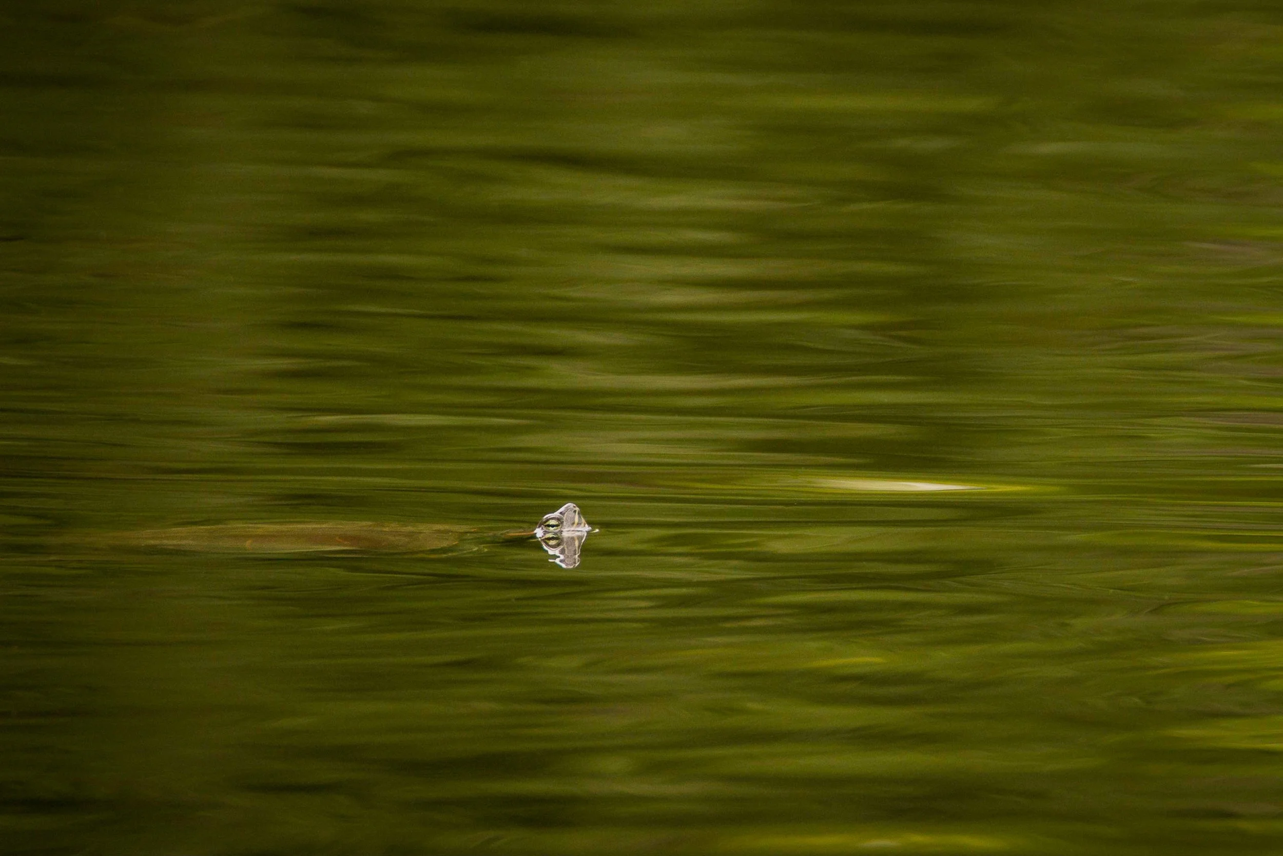 Turtle surfacing in green rippled water, with only its head and shell partly visible.