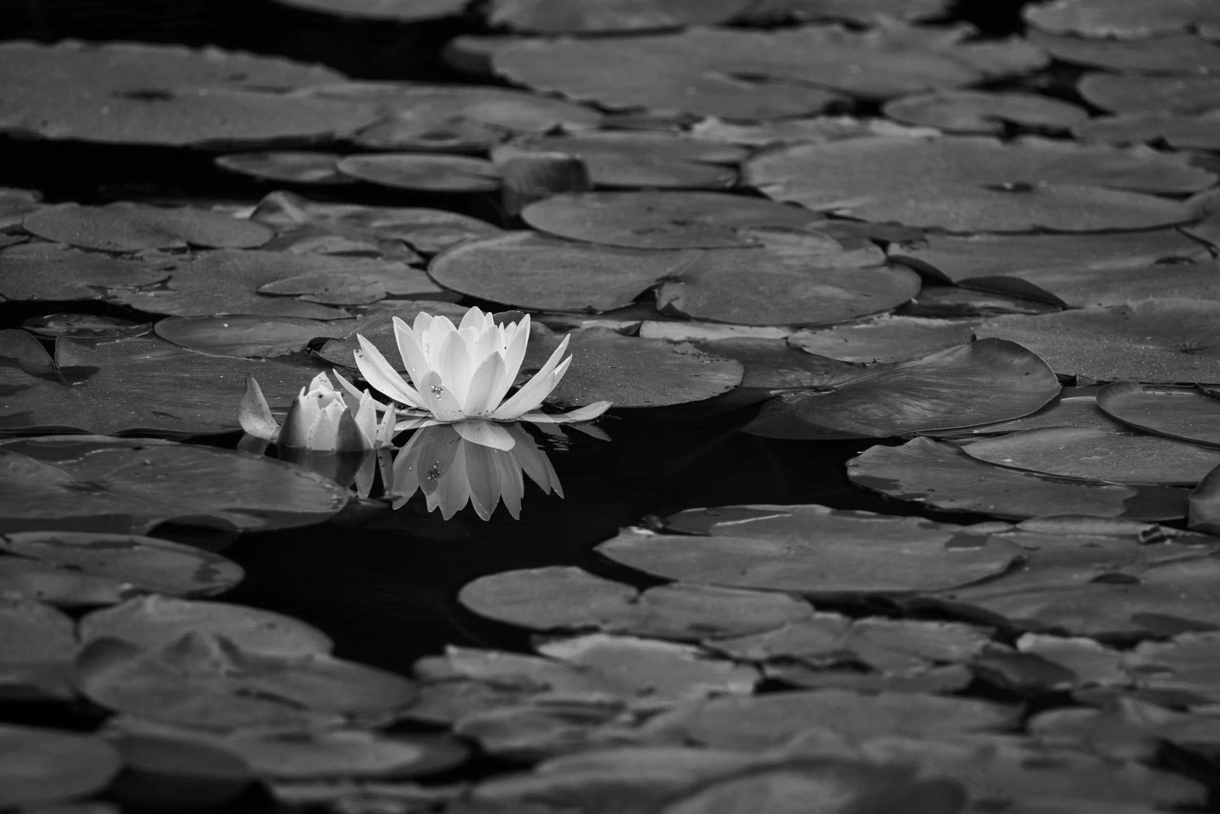 IlianaRomanul-Lily-Pad-BW.jpg