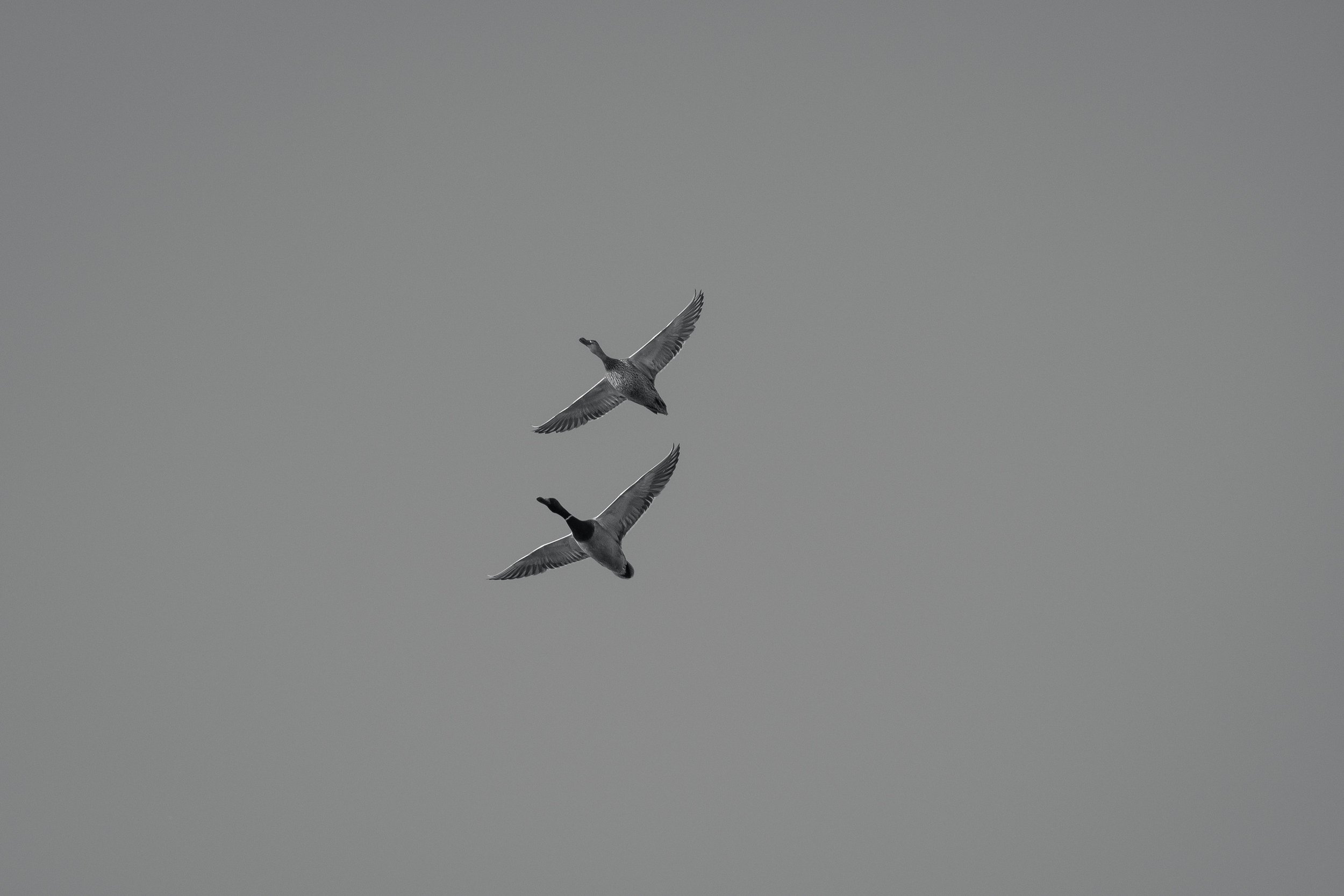 IlianaRomanul-Duo.jpg