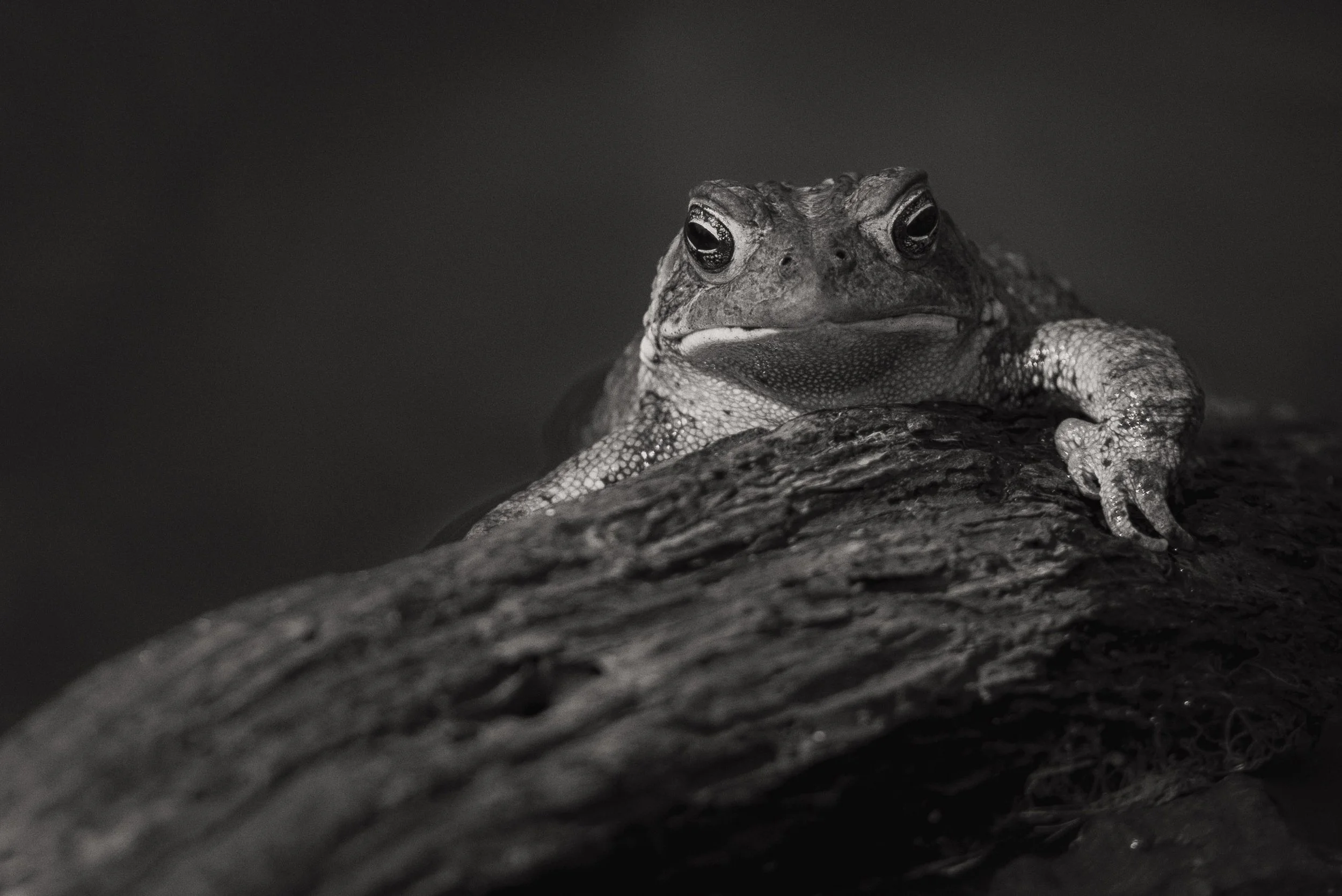 iliana-romanul-sentinel-toad.jpg