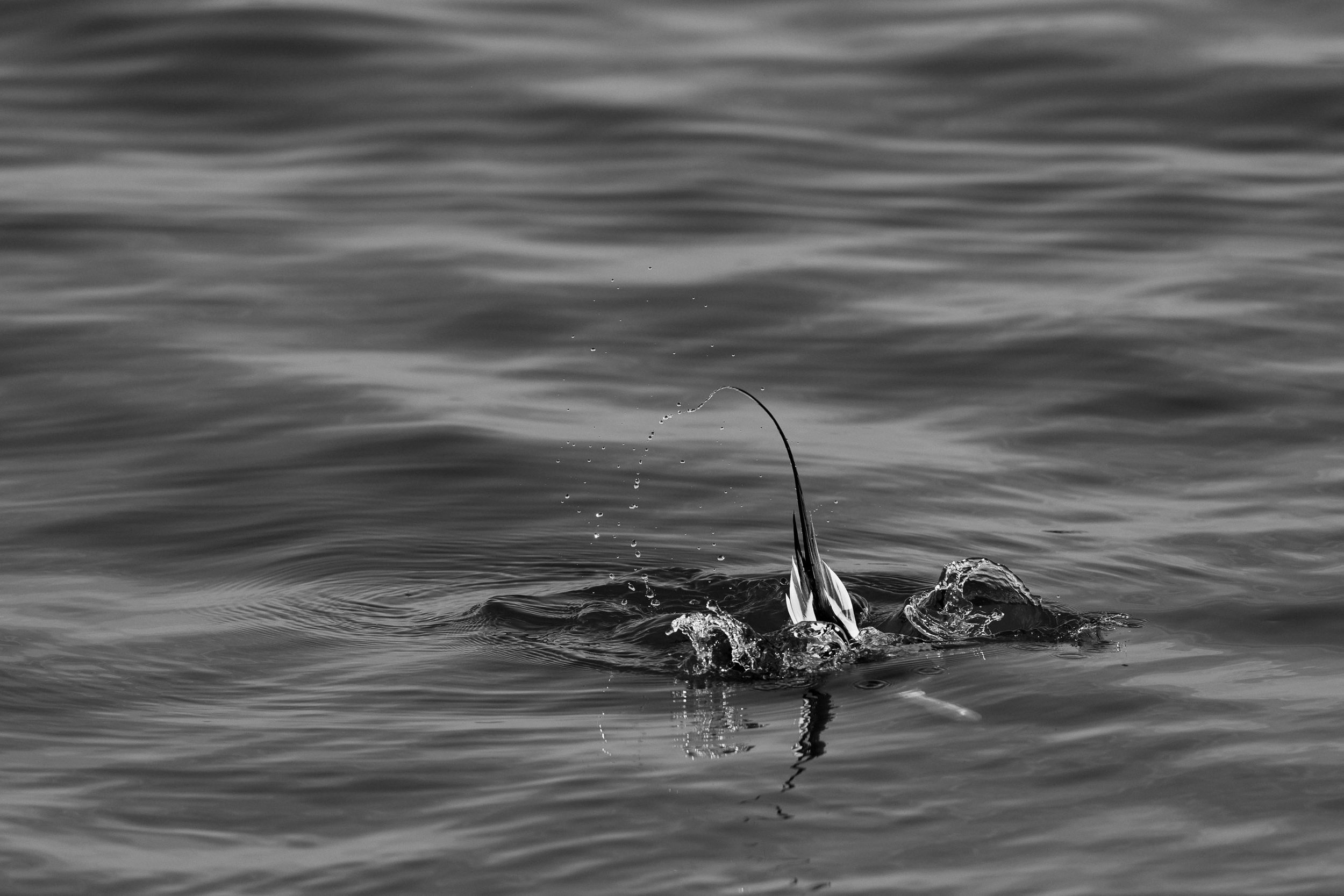 Black-and-white water surface disturbed by a diving bird, with droplets rising from the splash.