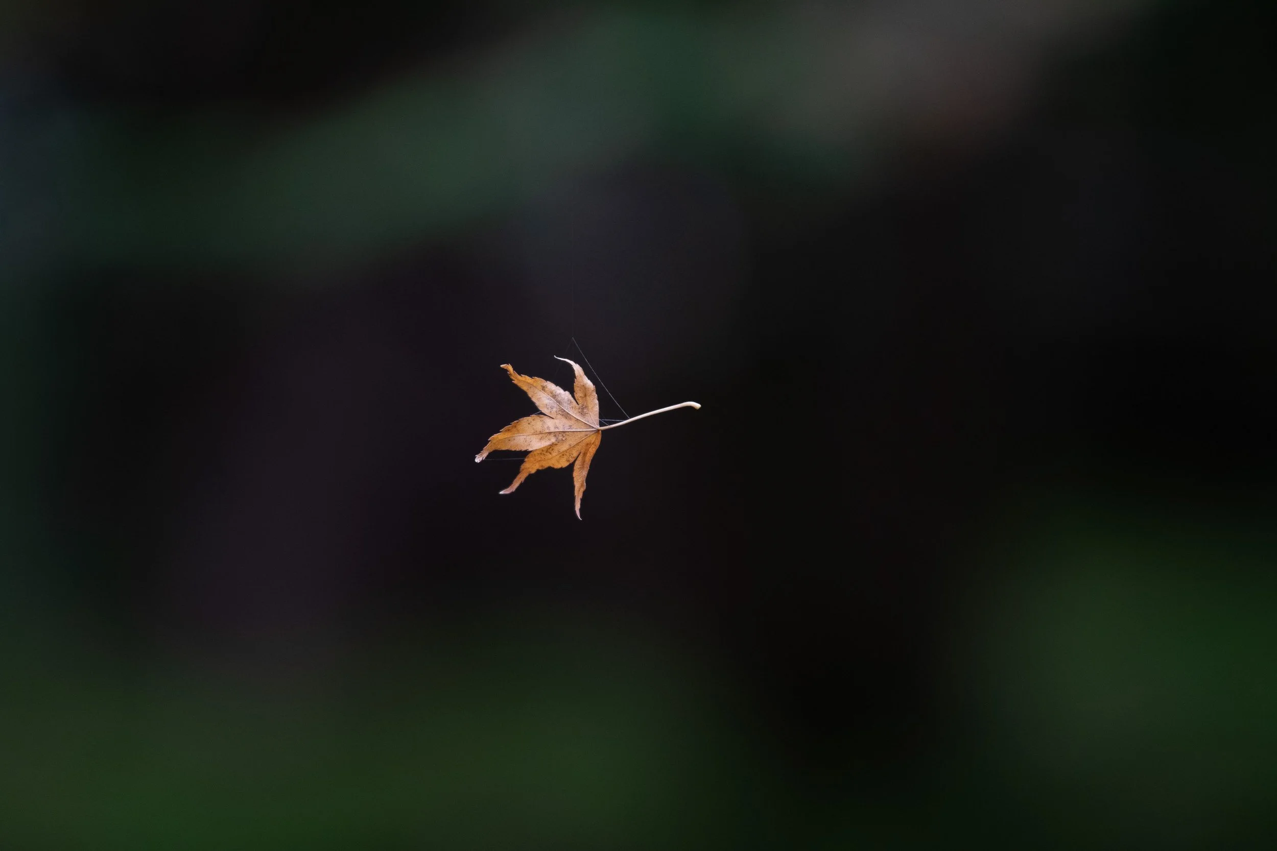 iliana-romanul-apparitions-suspended-leaf.jpg