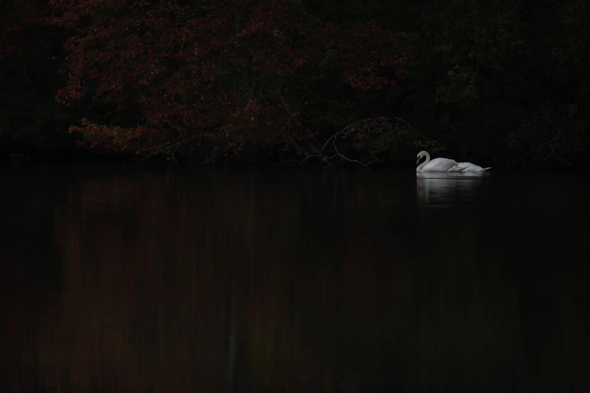 iliana-romanul-apparitions-swan-on-dark-water.jpg