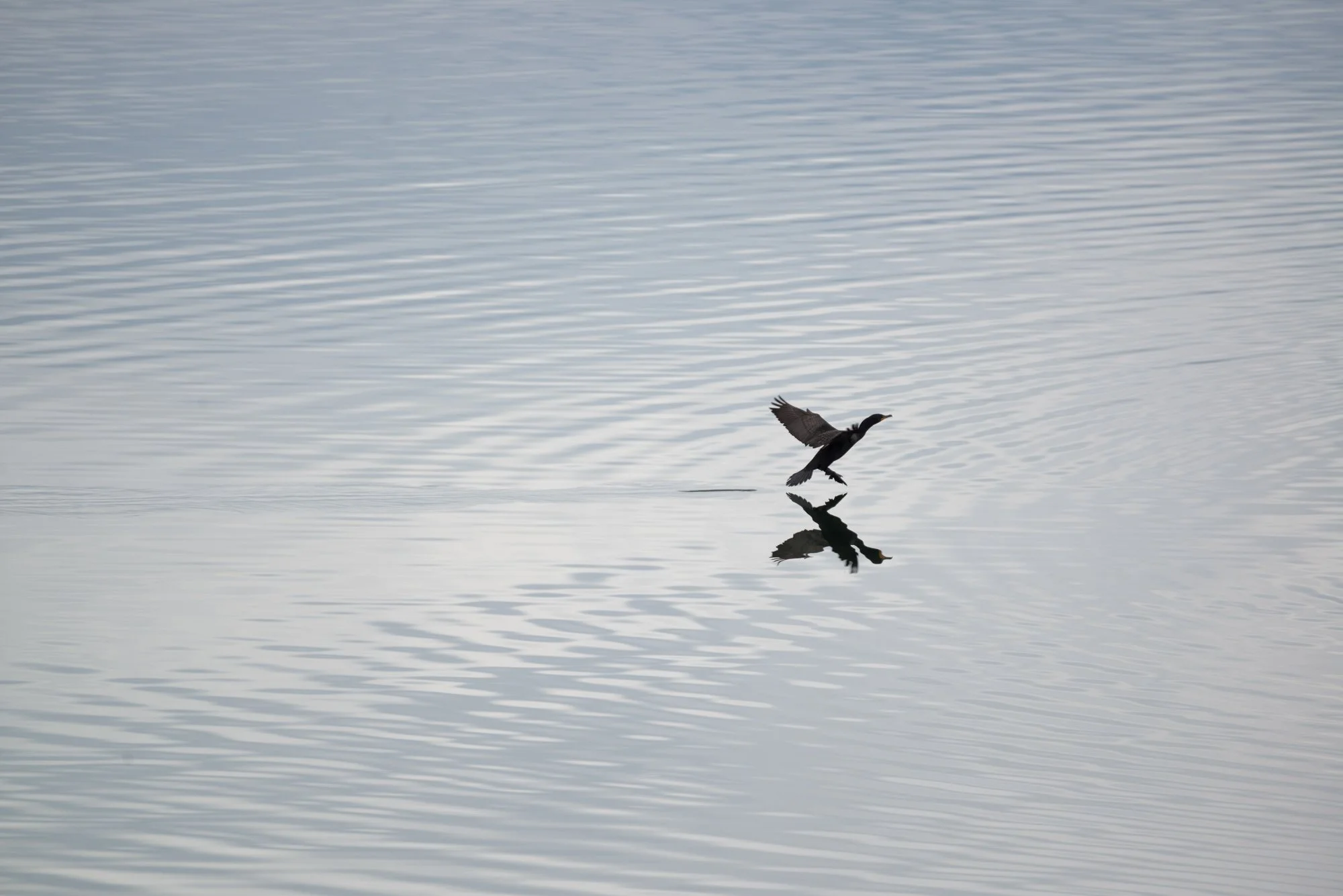 Reflection, 2022