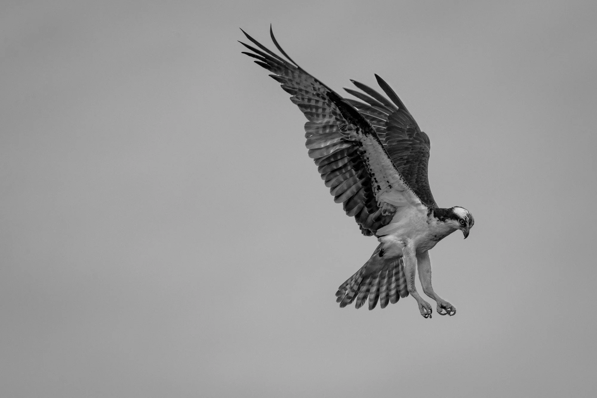 iliana-romanul-descent-web.jpg