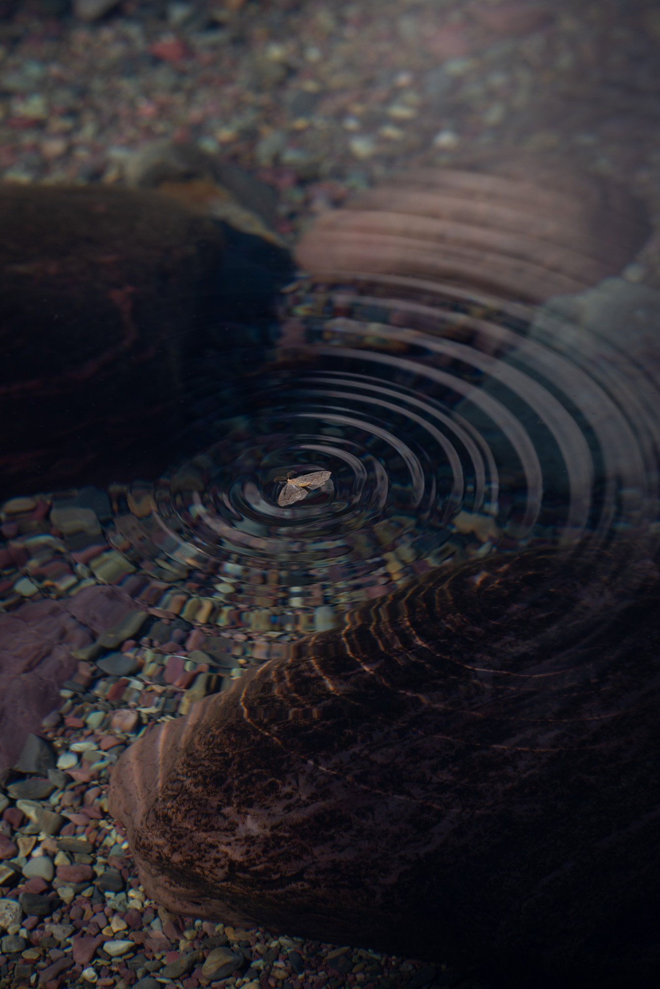 iliana-romanul-apparitions-concentric.jpg