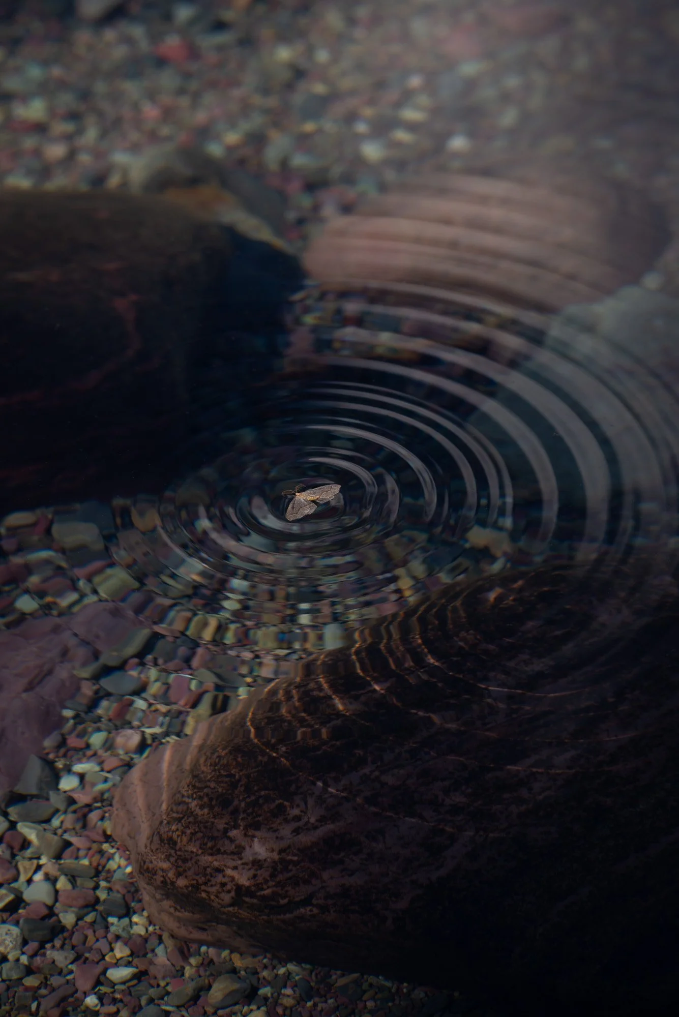 iliana-romanul-concentric-web.jpg