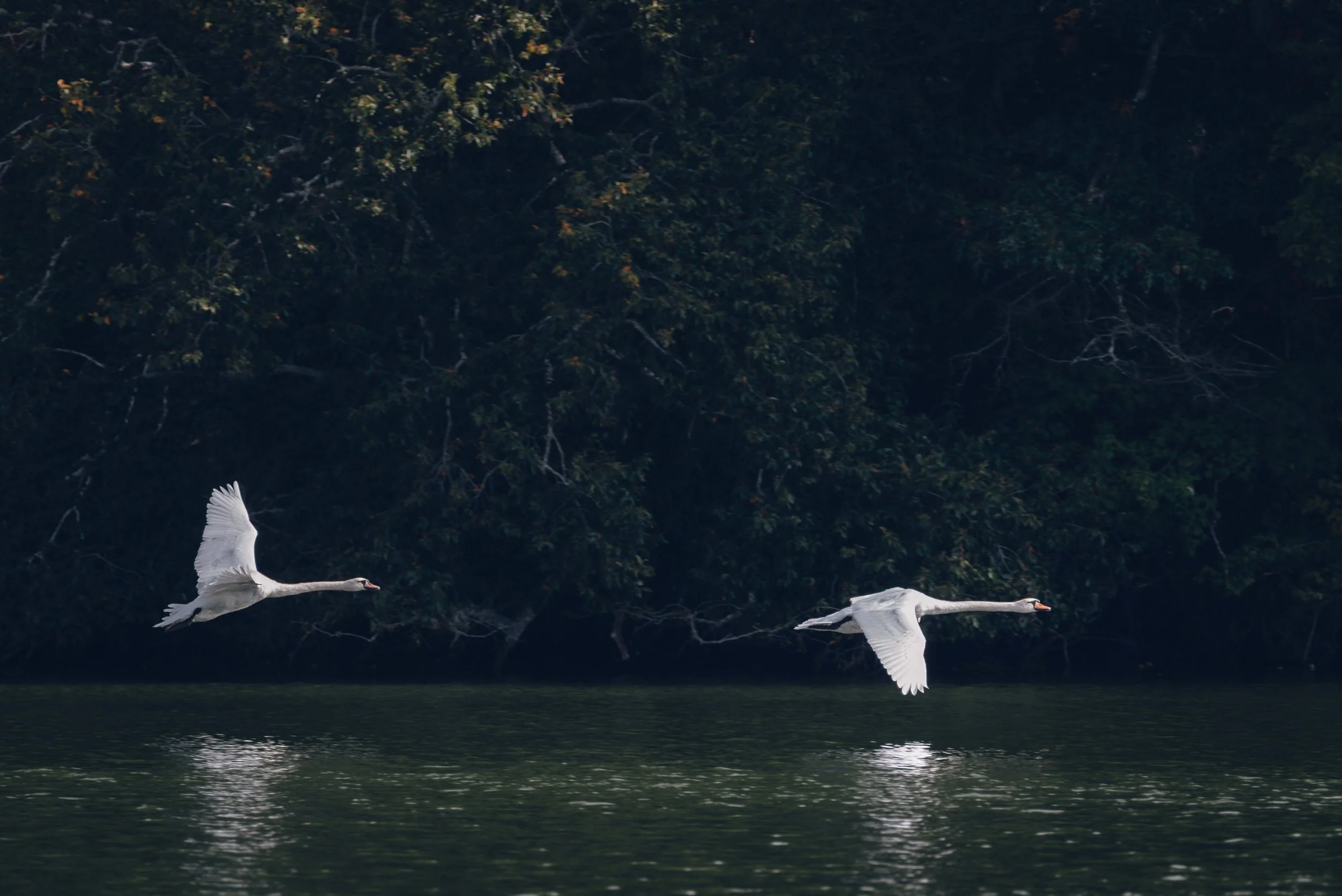 iliana-romanul-birds-two-swans-in-flight.jpg