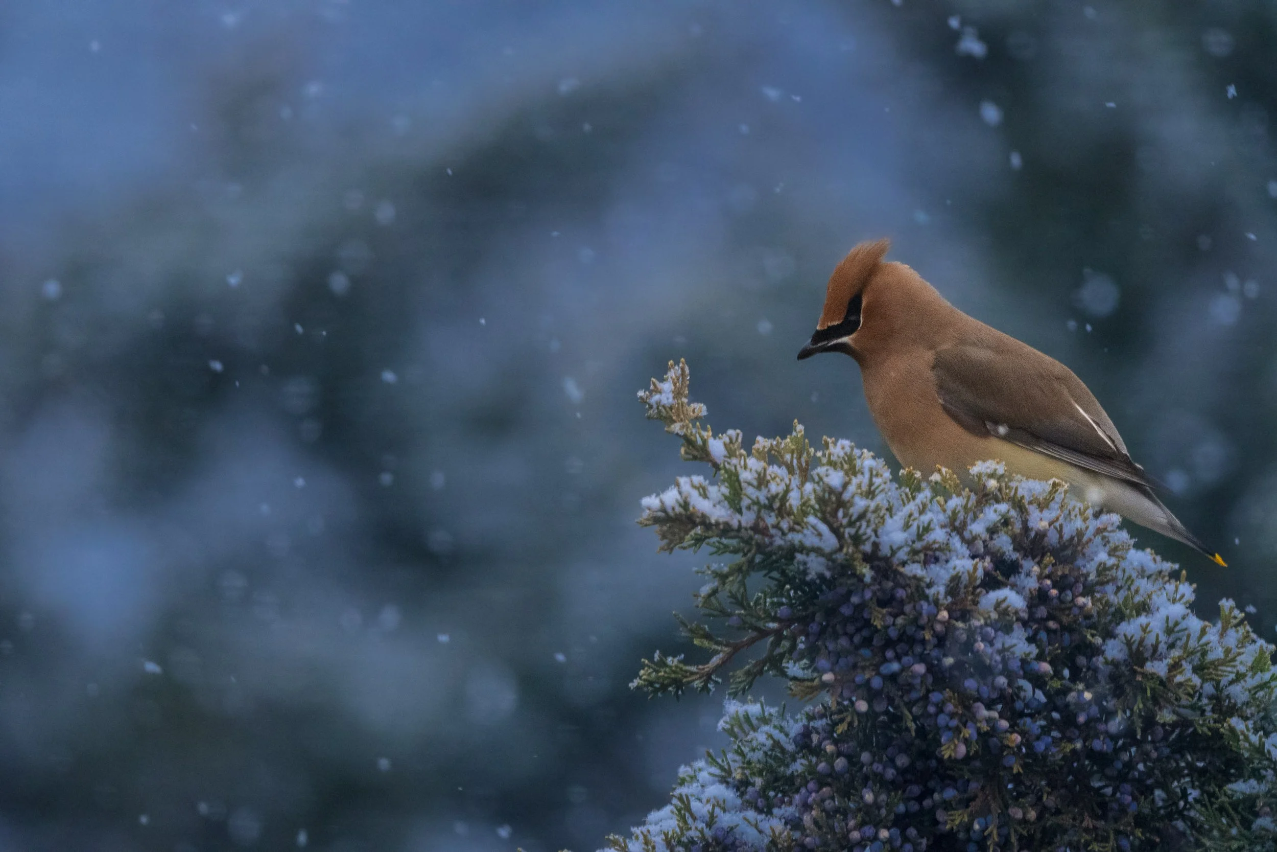 IlianaRomanul-Waxwing-in-Snowfall.jpg
