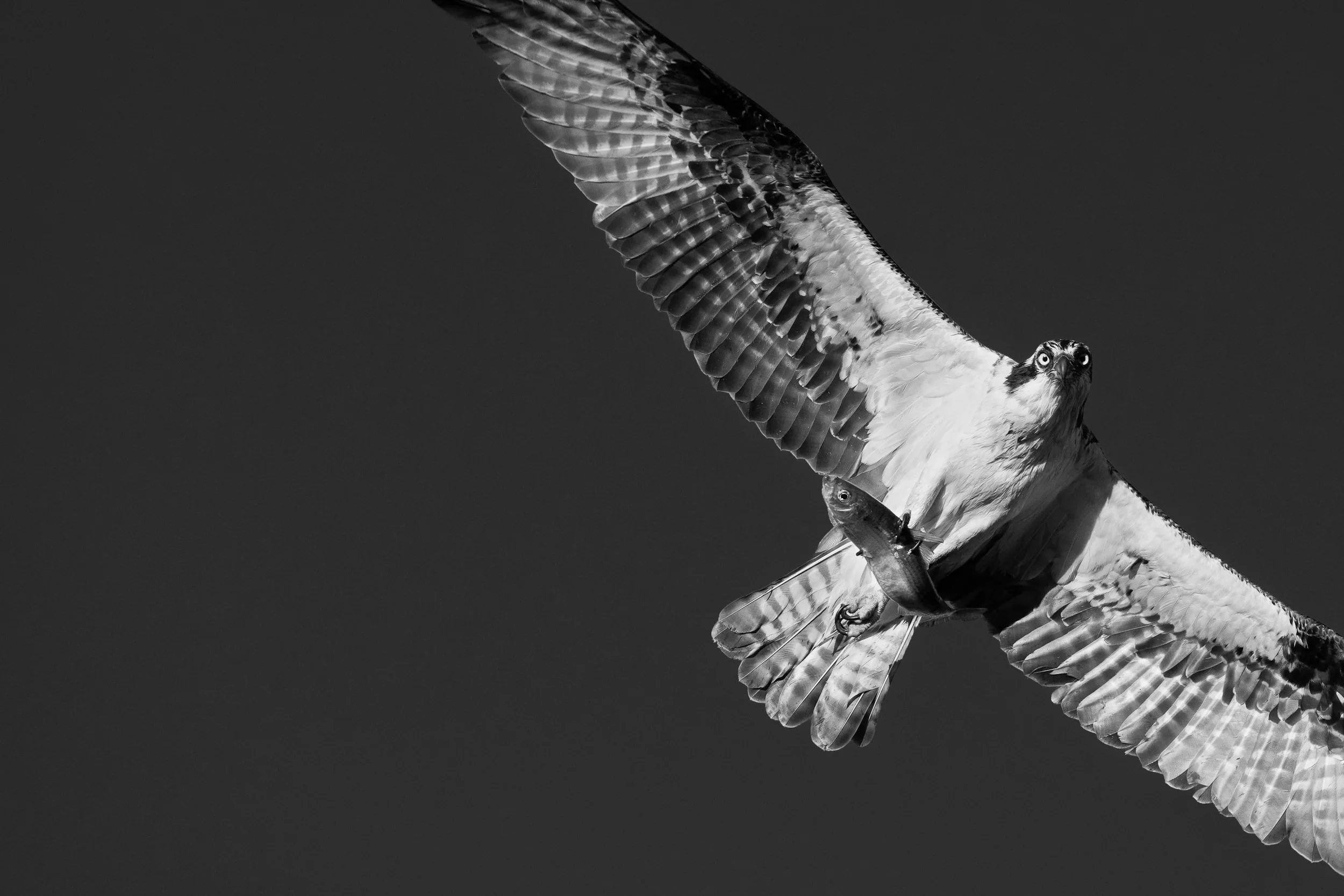 IlianaRomanul-Osprey and Fish B&W.jpg