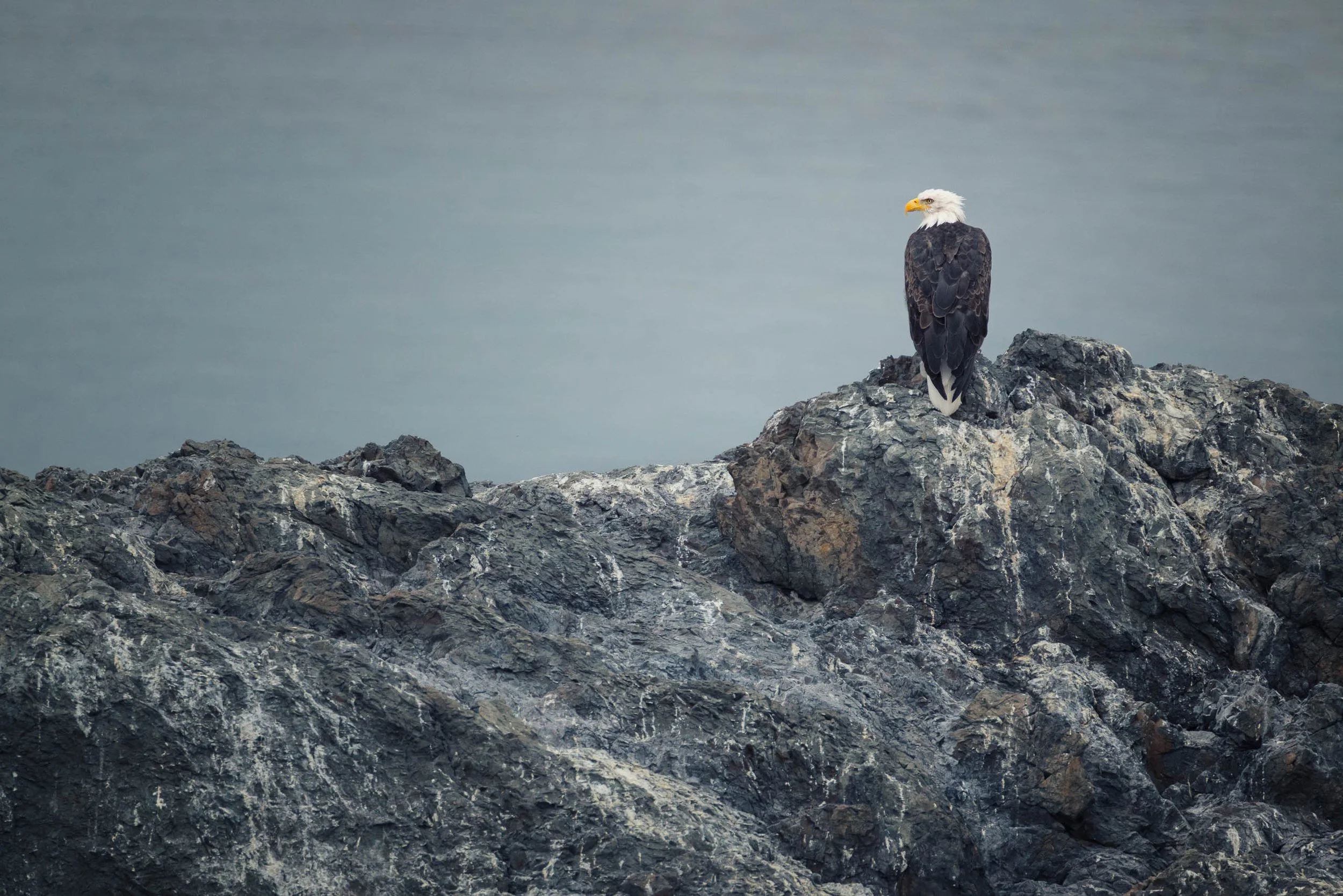 IlianaRomanul-Bald Eagle on Rock.jpg