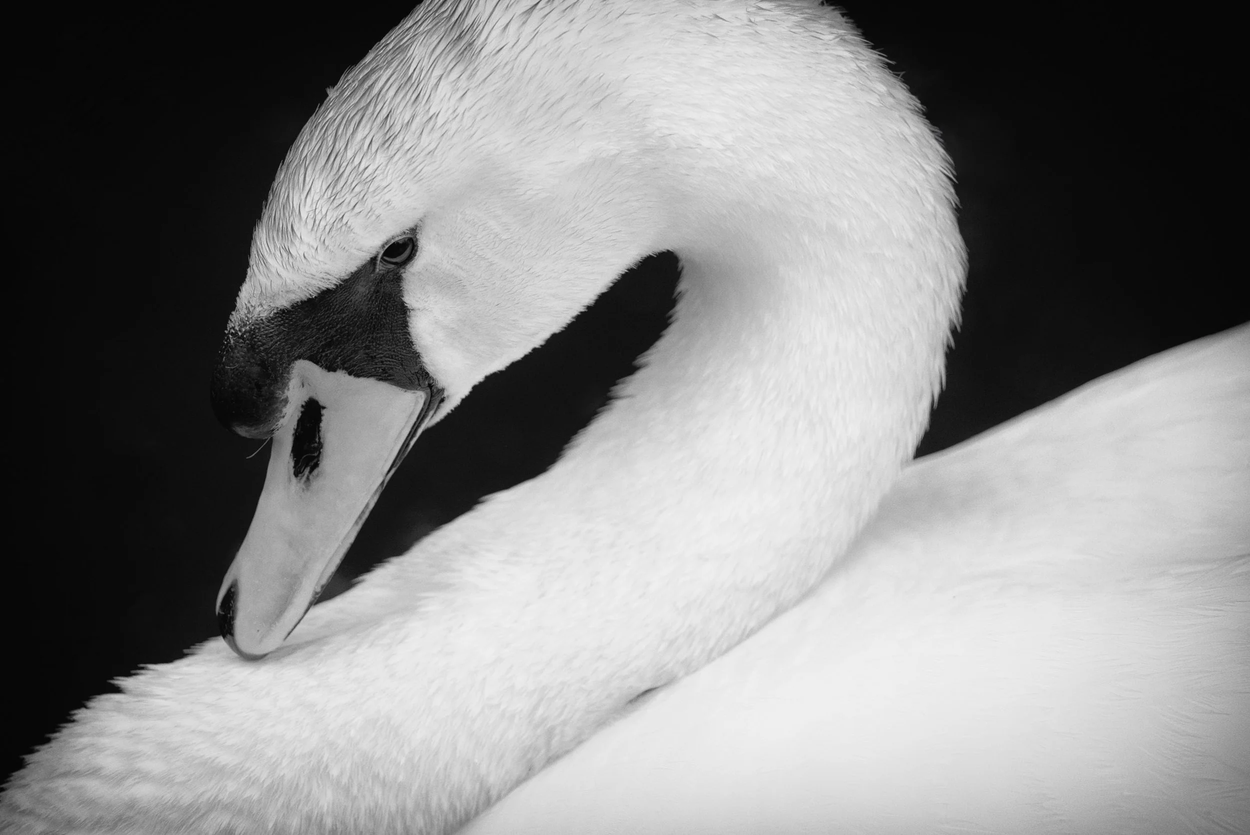 IlianaRomanul-Swan-Portrait-BW.jpg