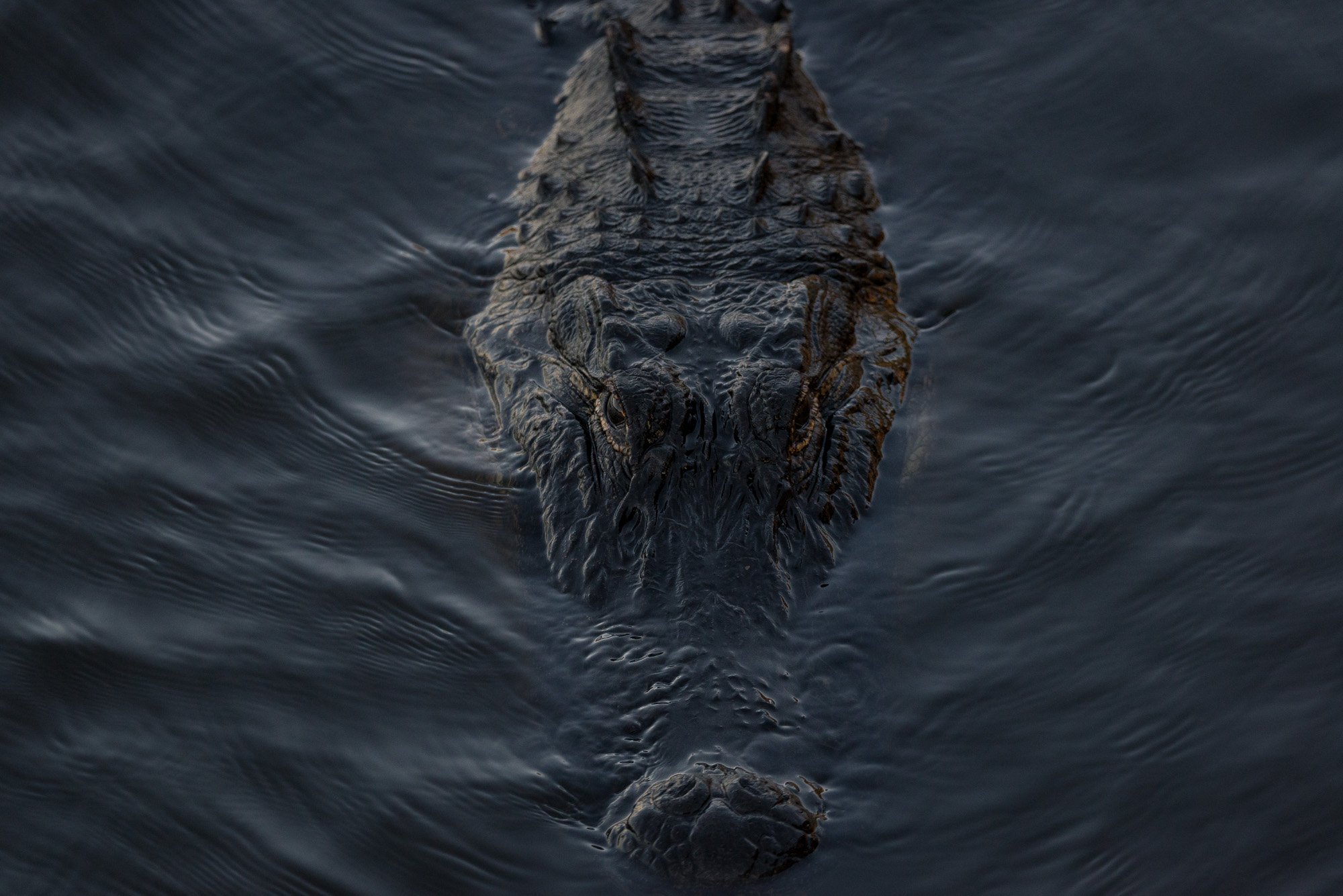 iliana-romanul-alligator-dark-water.jpg