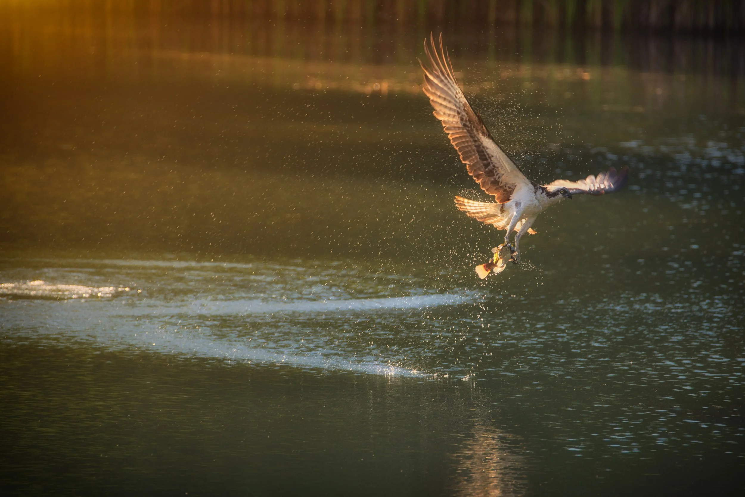 IlianaRomanul-Osprey-and-fish-golden-hour.jpg