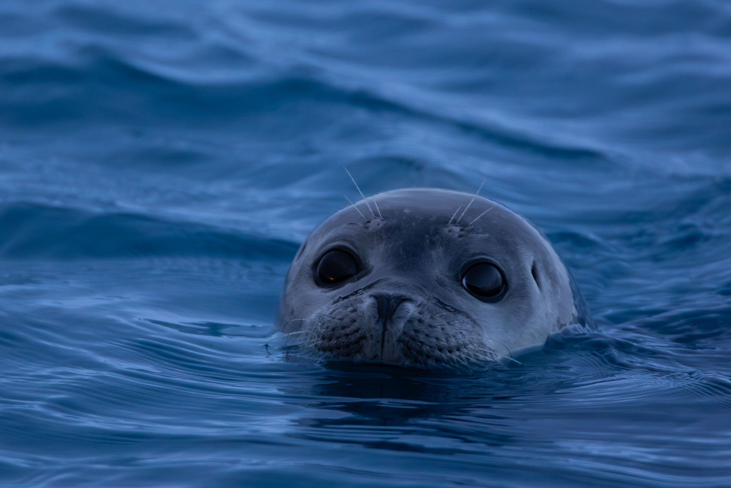 iliana-romanul-north-atlantic-seal-in-blue.jpg