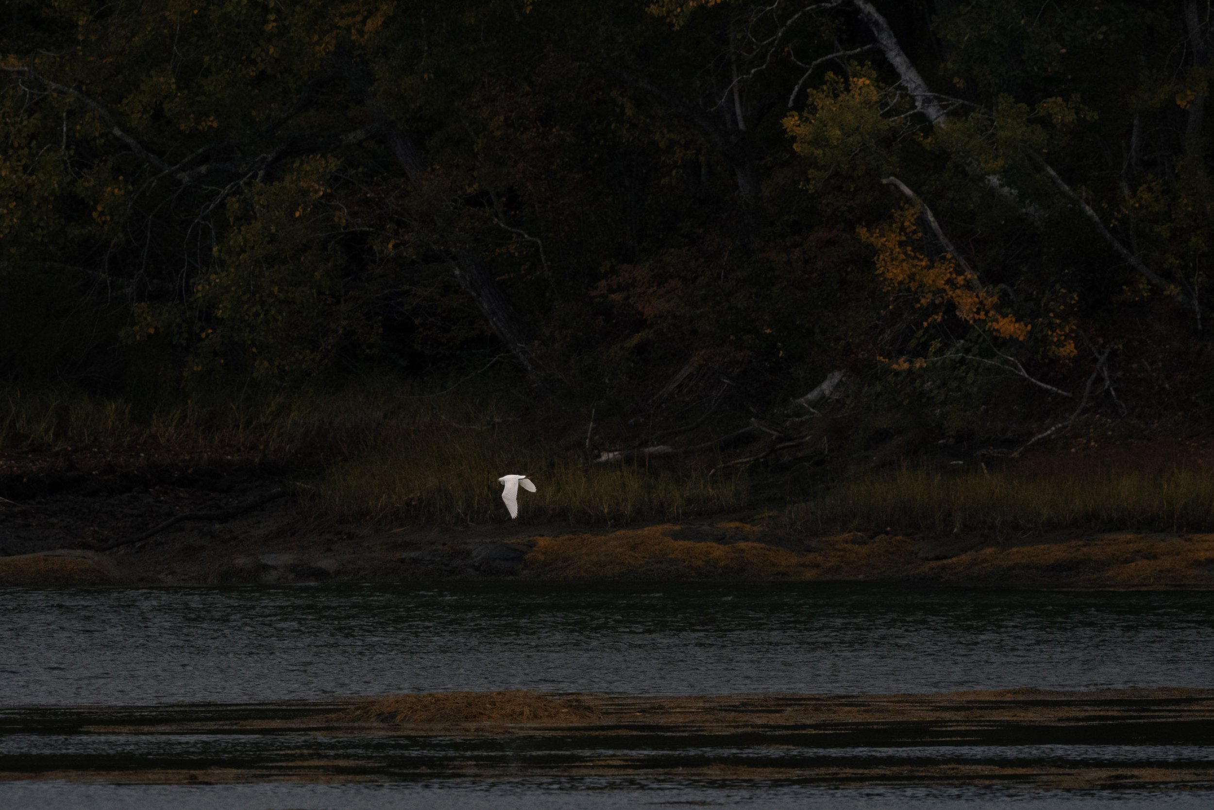 iliana-romanul-apparitions-autumn-shore-penobscot-bay.jpg