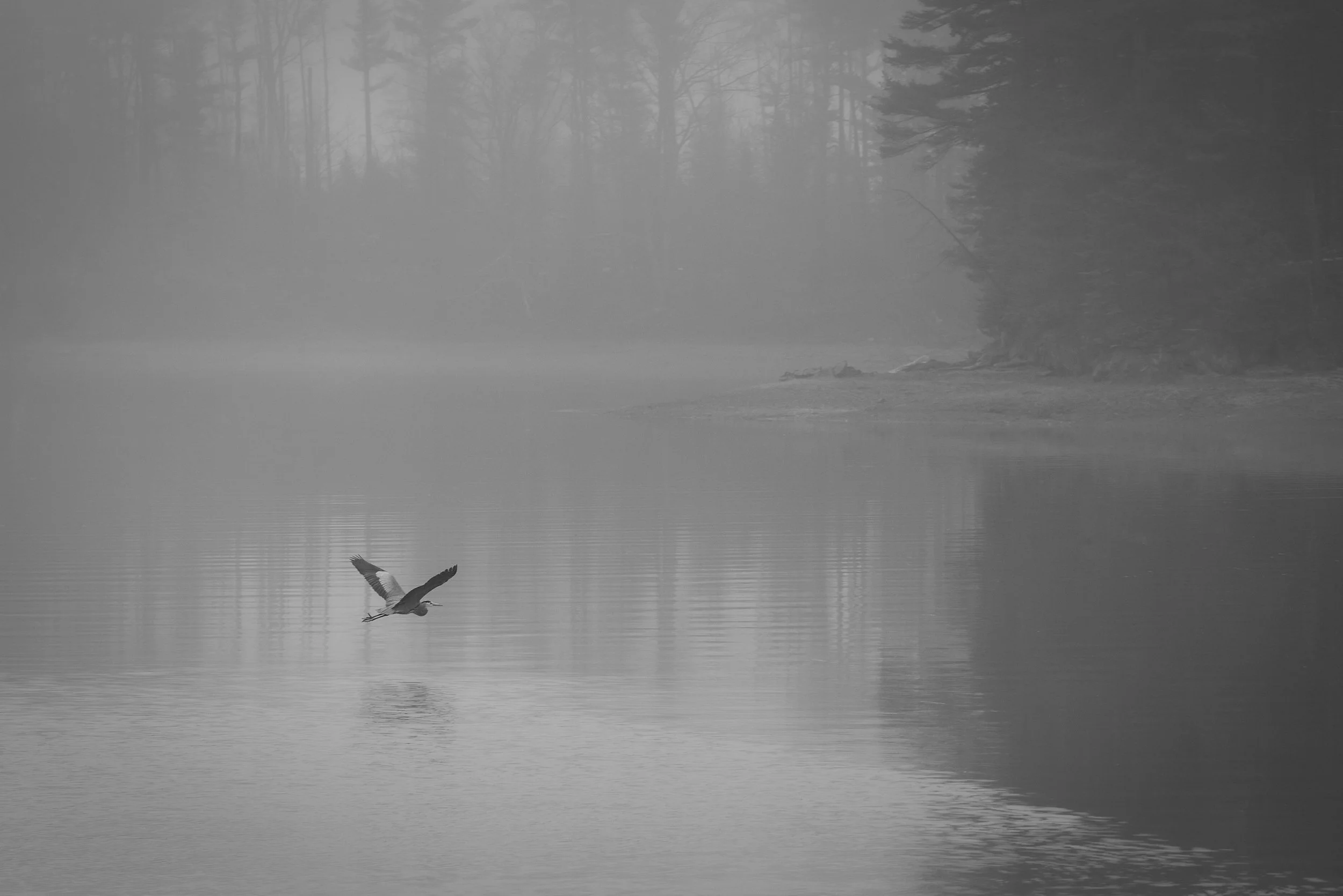 IlianaRomanul-Great-Blue-Heron-Flying-in-Foggy-Cove-B&W.jpg