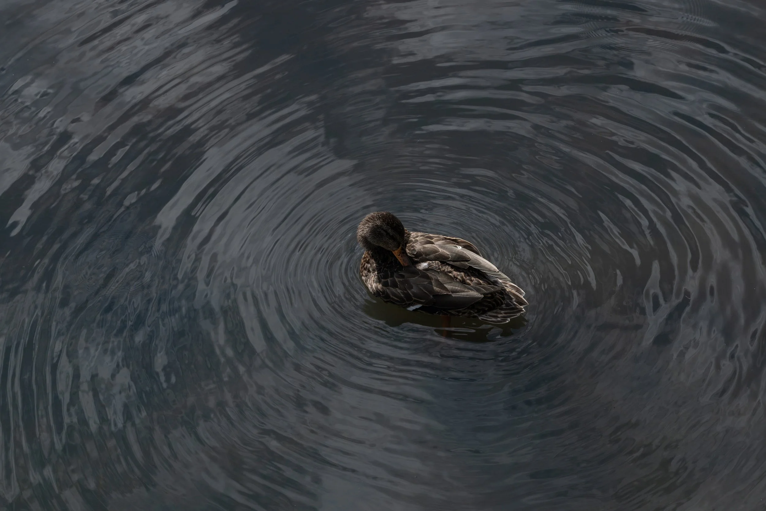 Duck centered in circular ripples on dark water.