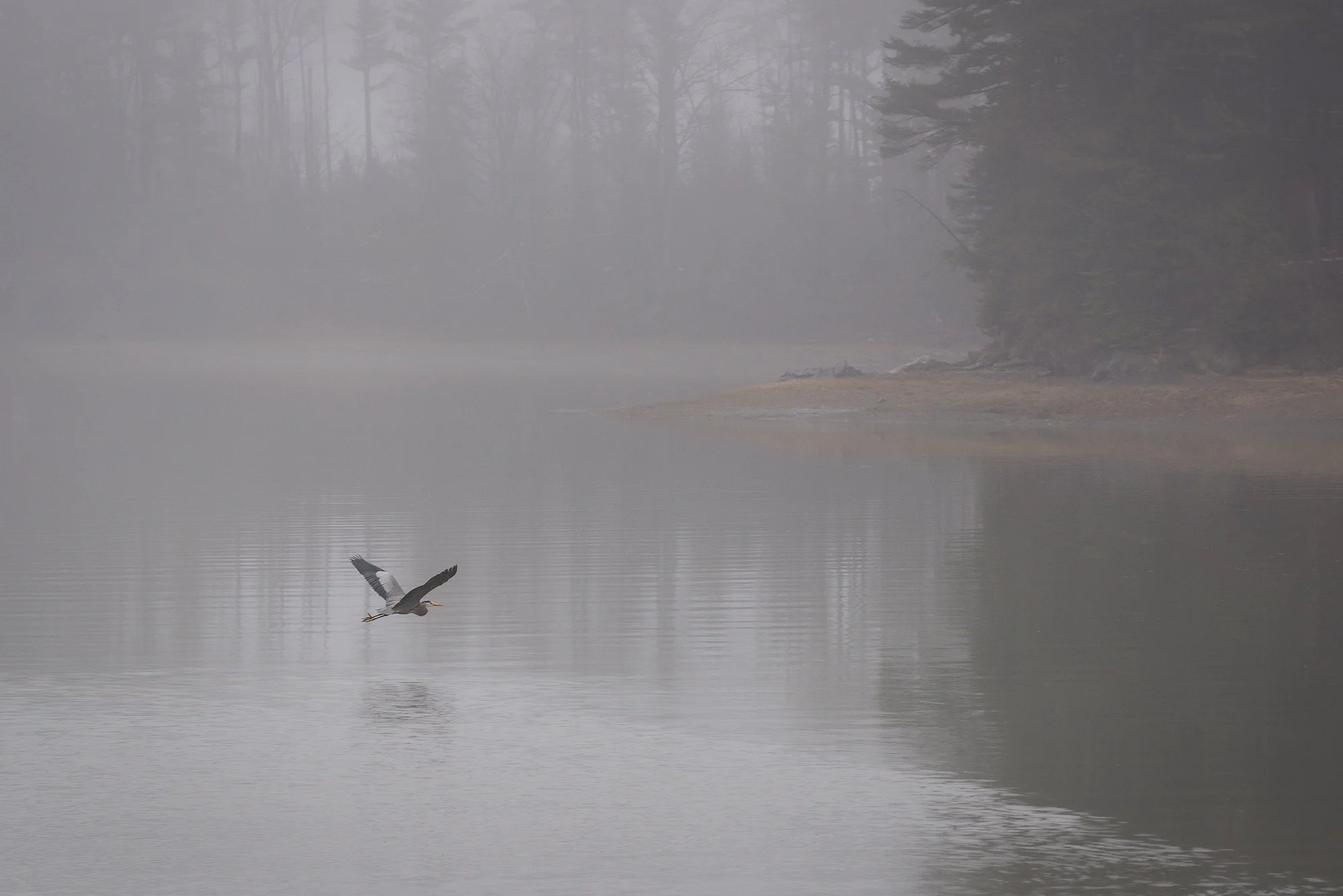 Foggy Cove, 2015