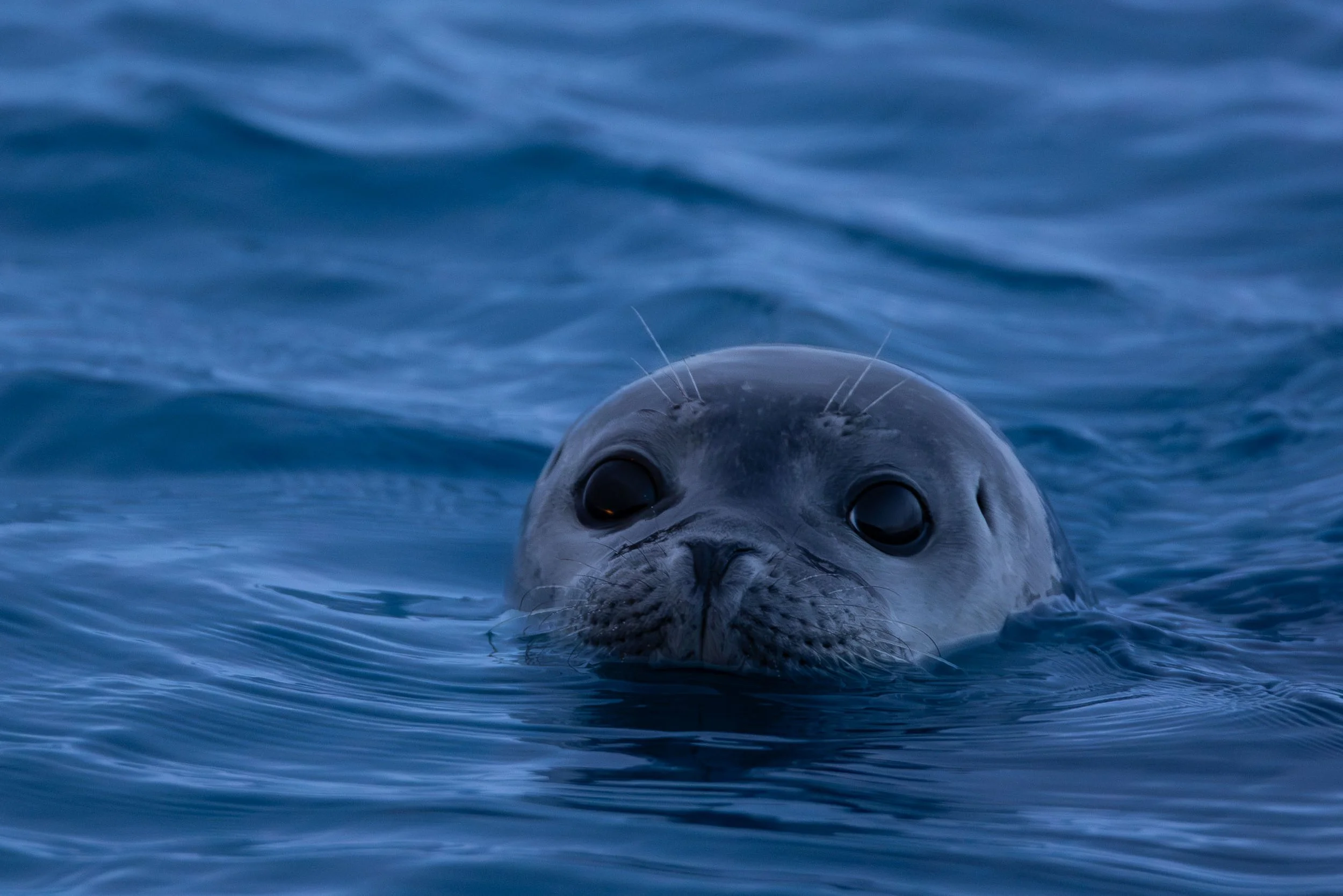 iliana-romanul-seal-in-blue-water.jpg