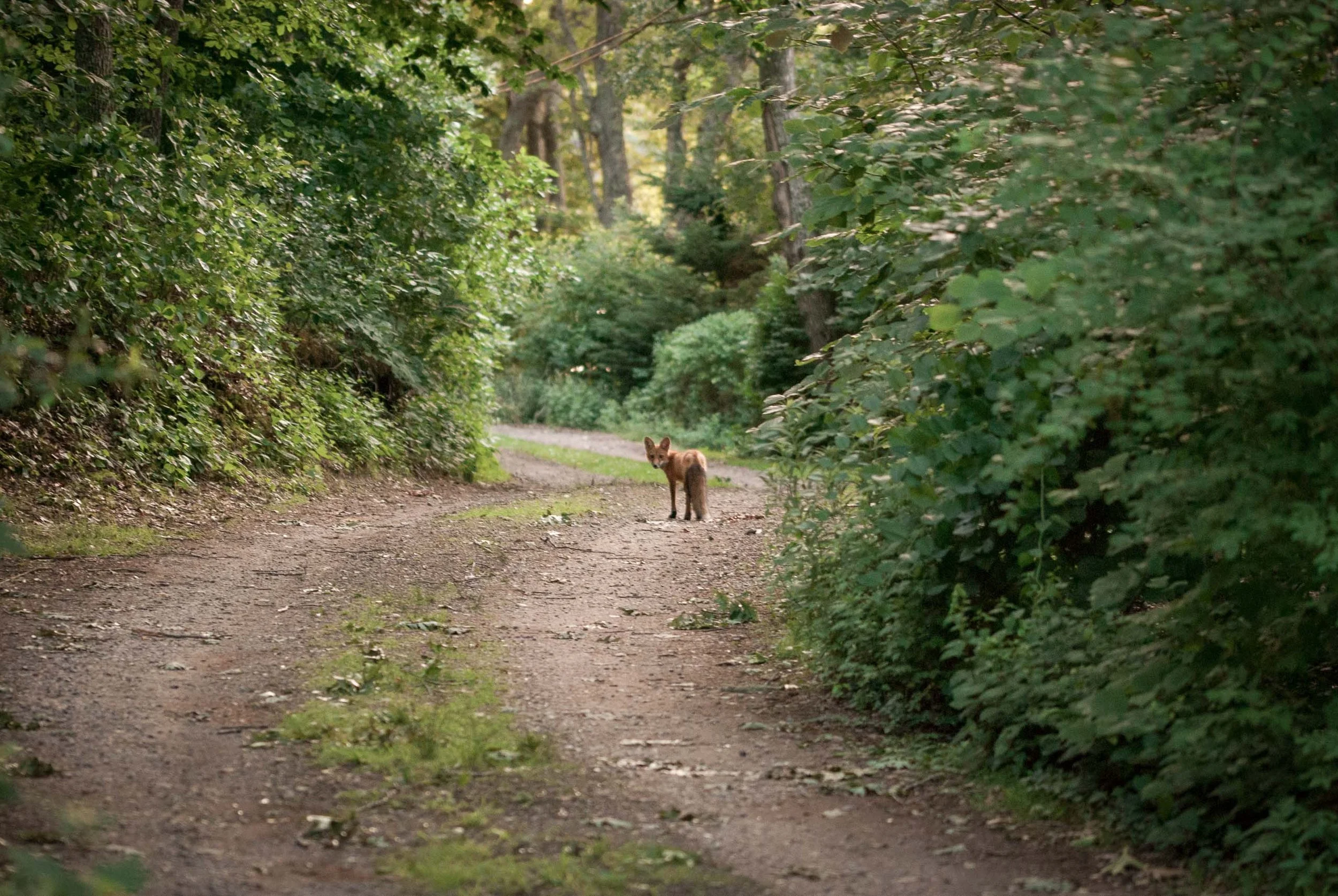 IlianaRomanul-Fox-on-the-trail.jpg