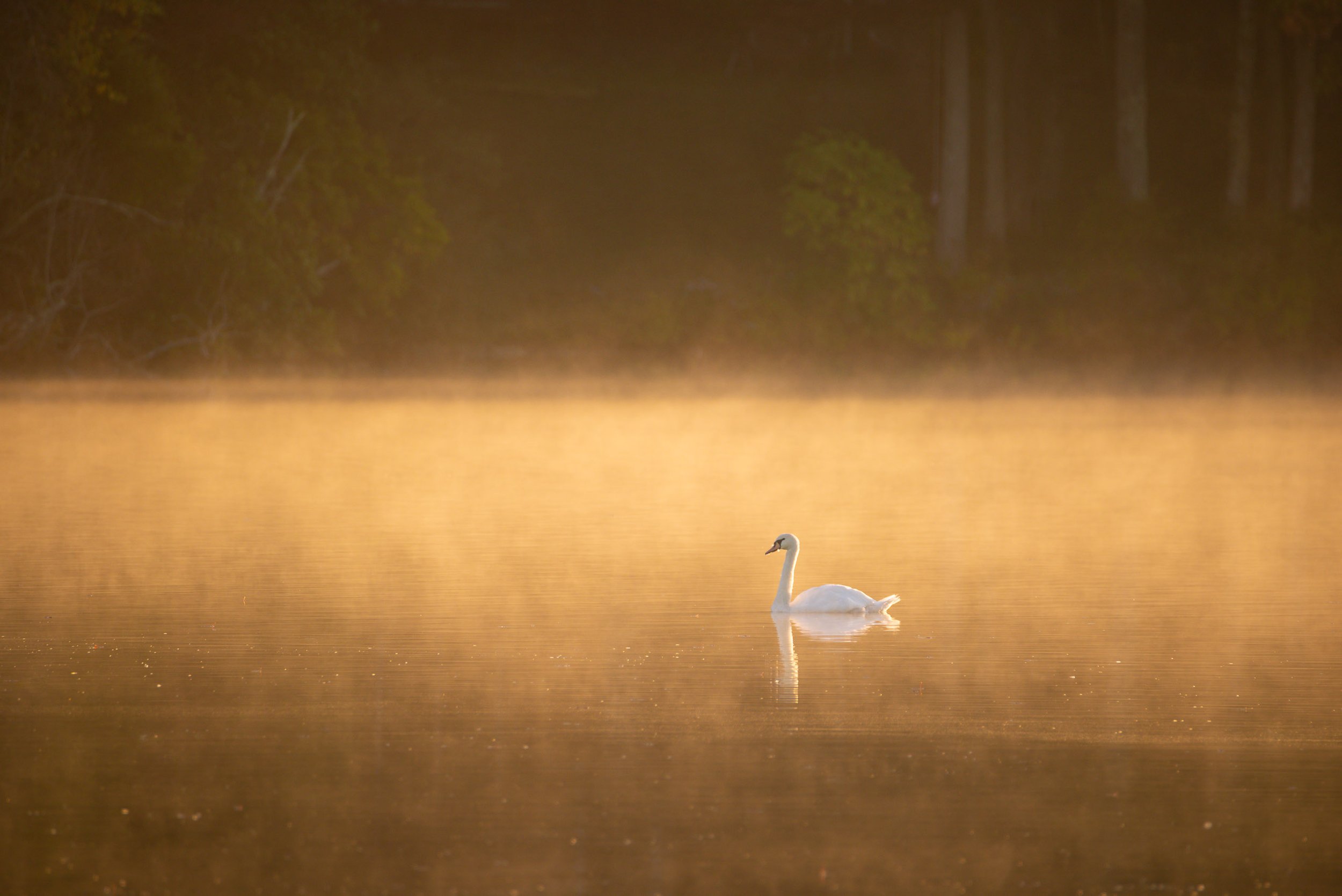 First Light