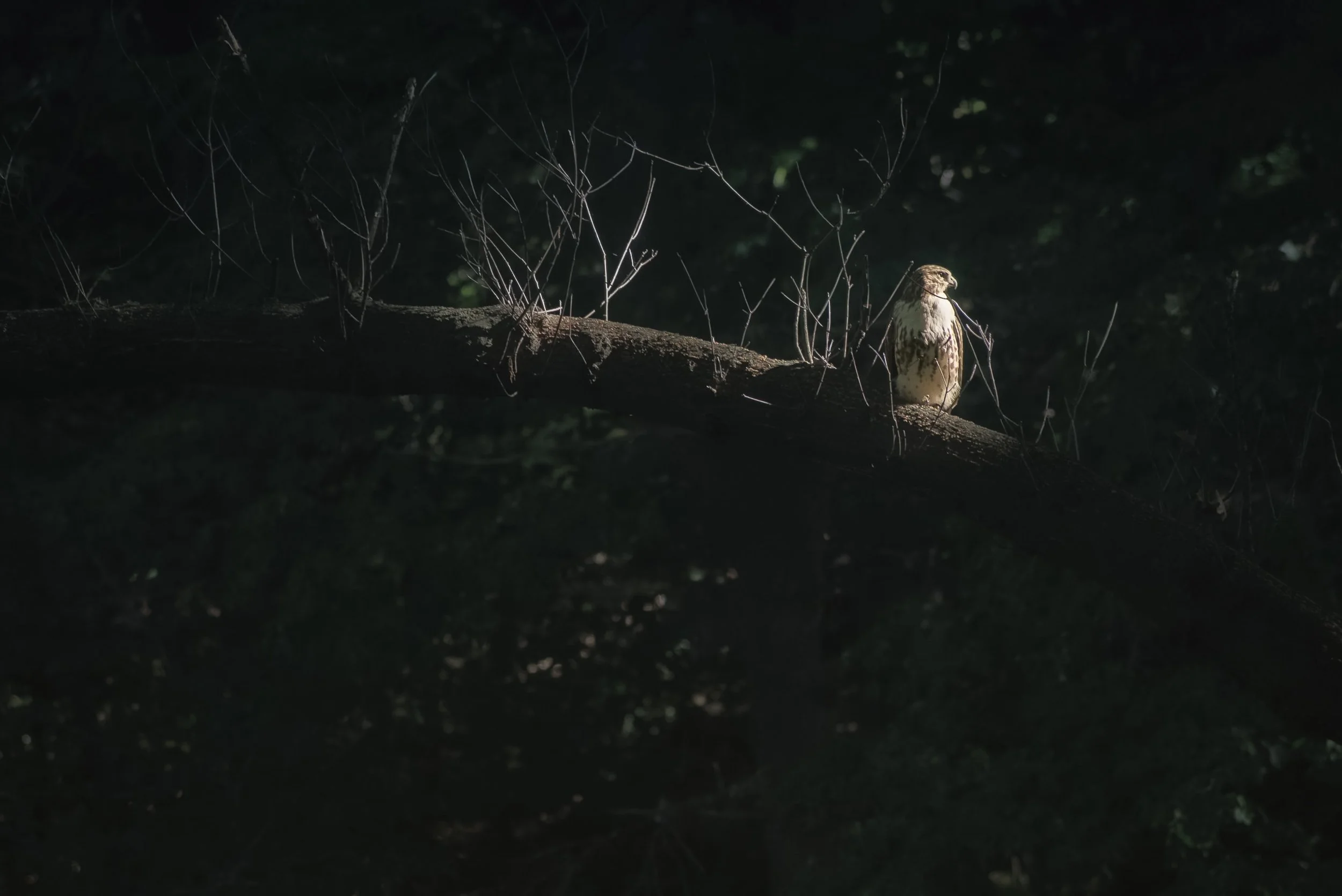 iliana-romanul-hawk-spotlight.jpg