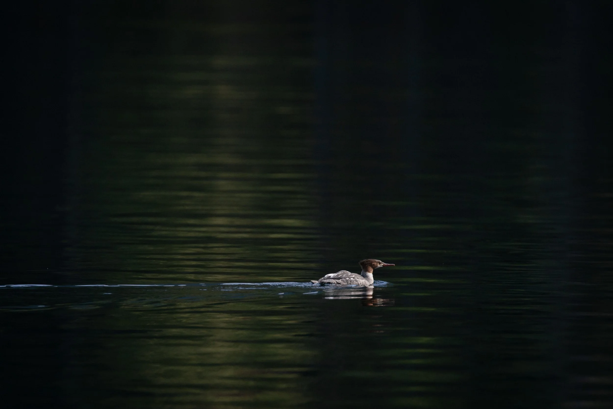 IlianaRomanul-Merganser-Swimming.jpg