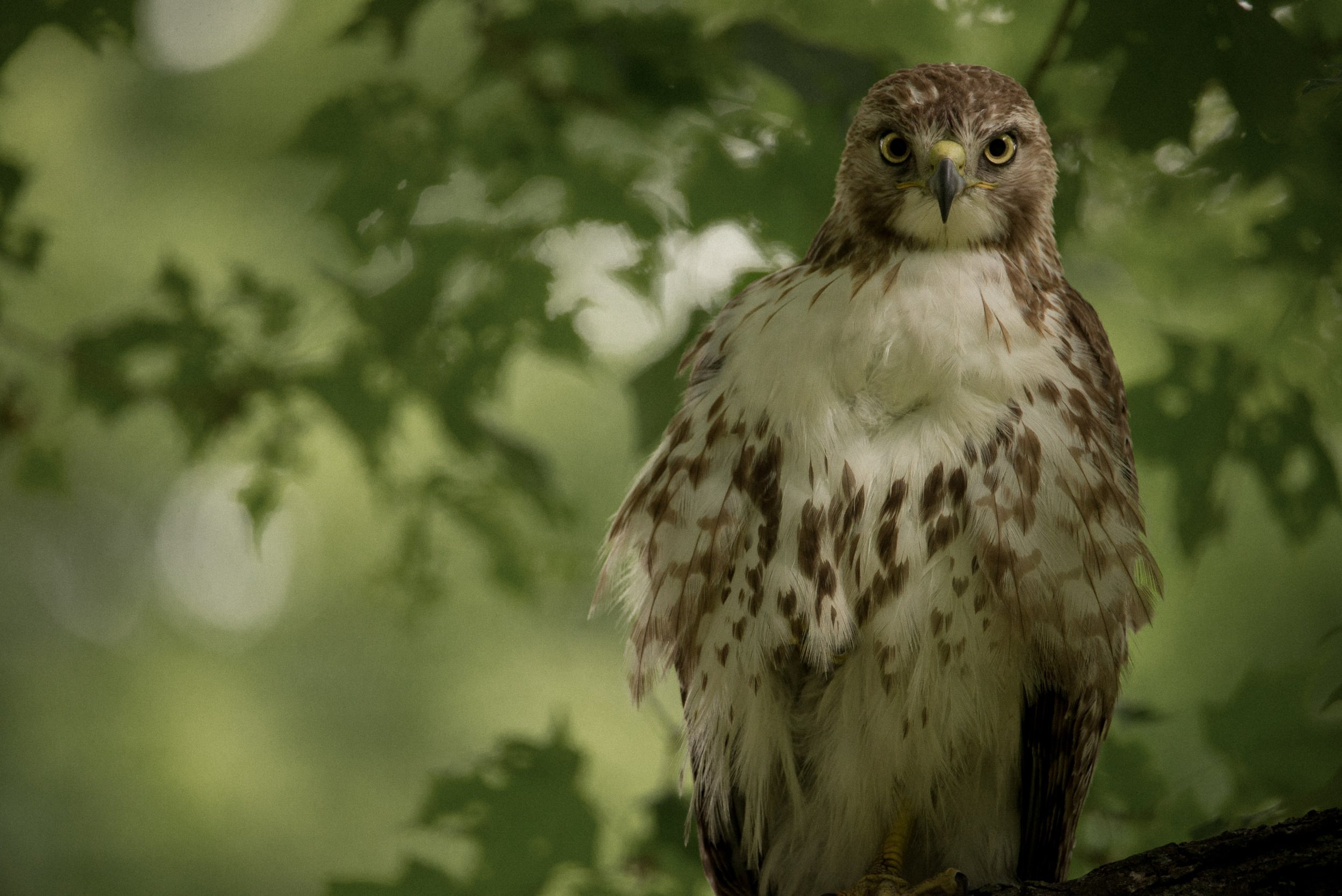 IlianaRomanul-Staring-Red-Tailed-Hawk-Portrait-in-Color.jpg