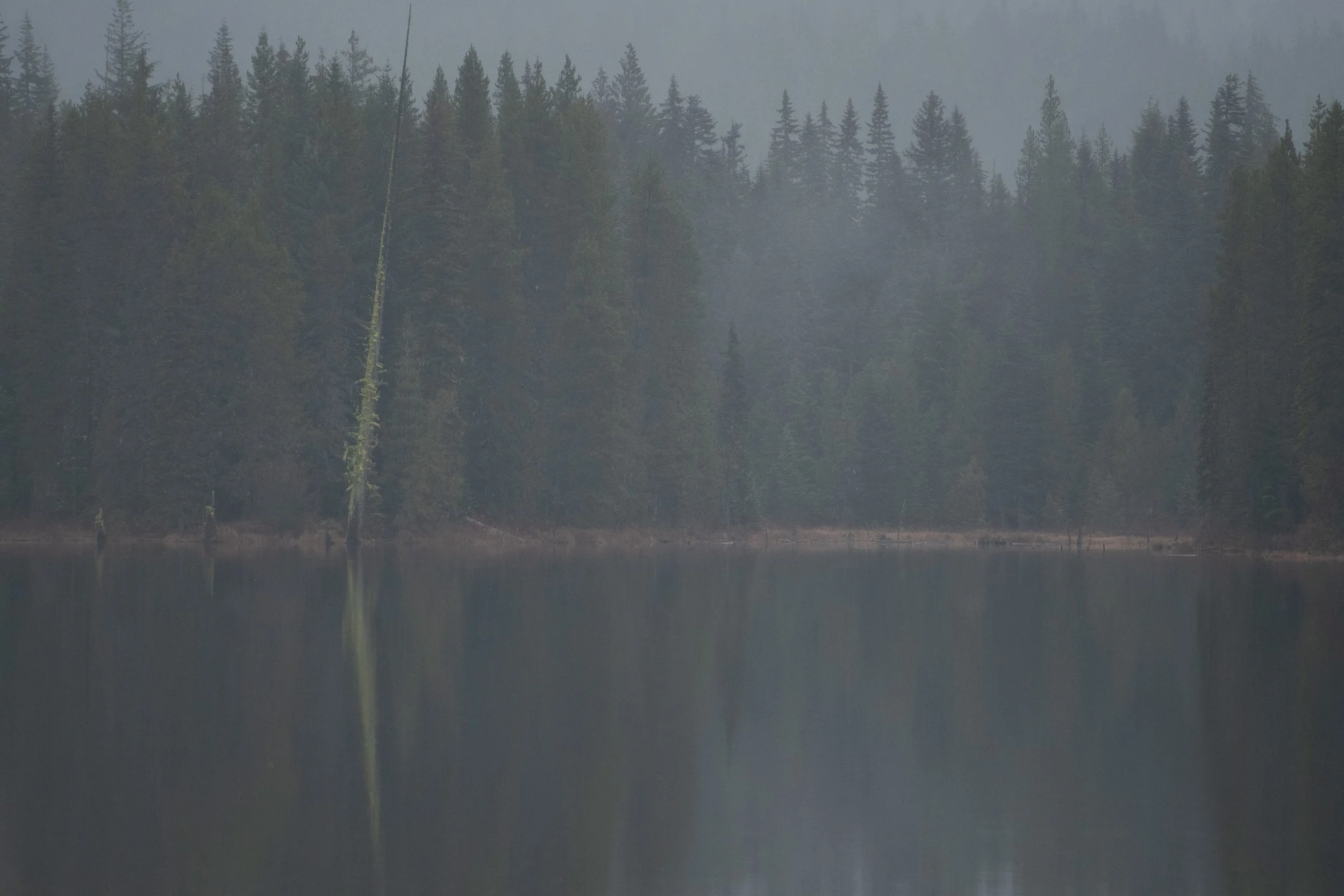 iliana-romanul-apparitions-lone-tree-pale-mist.jpg