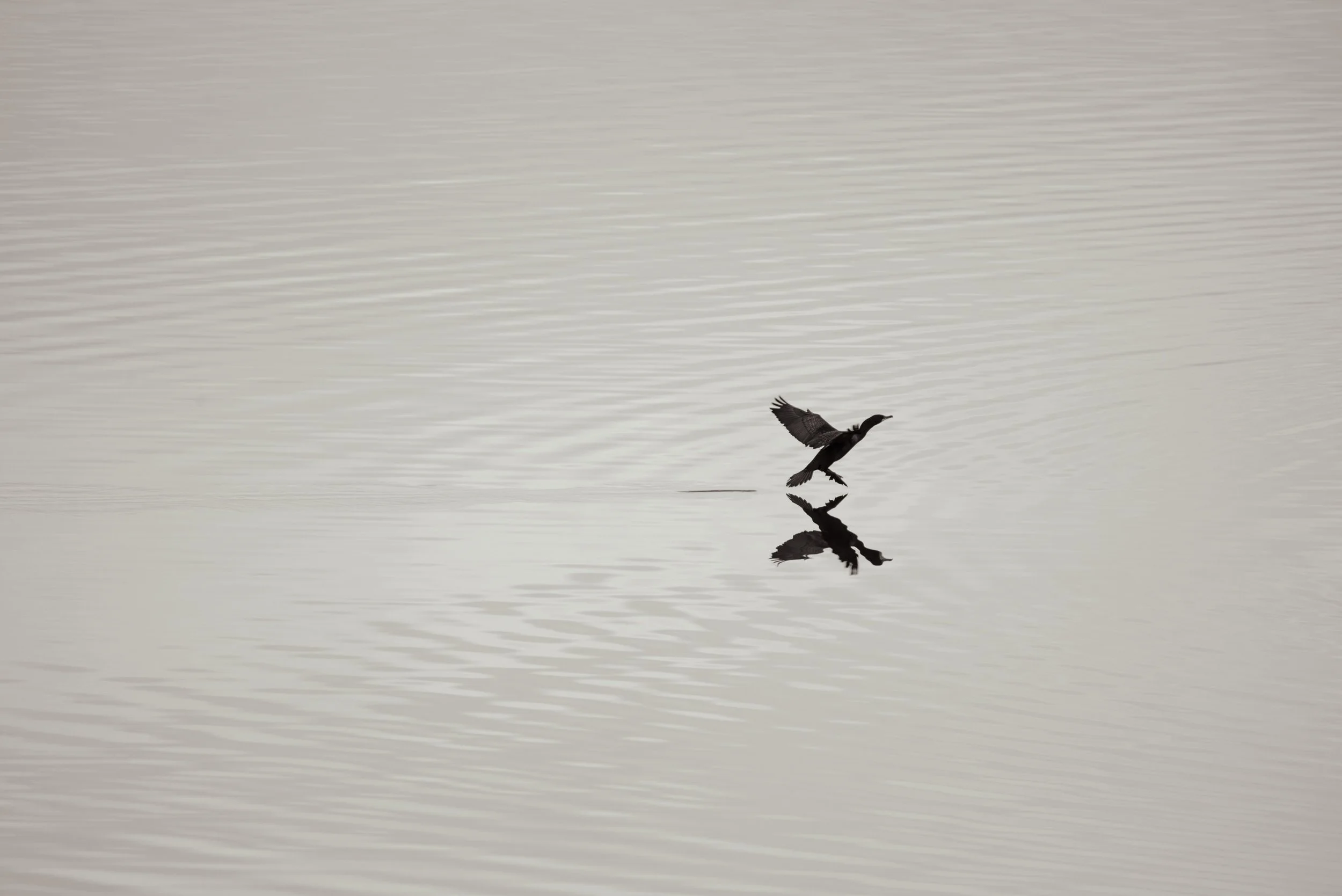 Cormorant landing on pale water, its wings and reflection forming a minimalist dark shape.