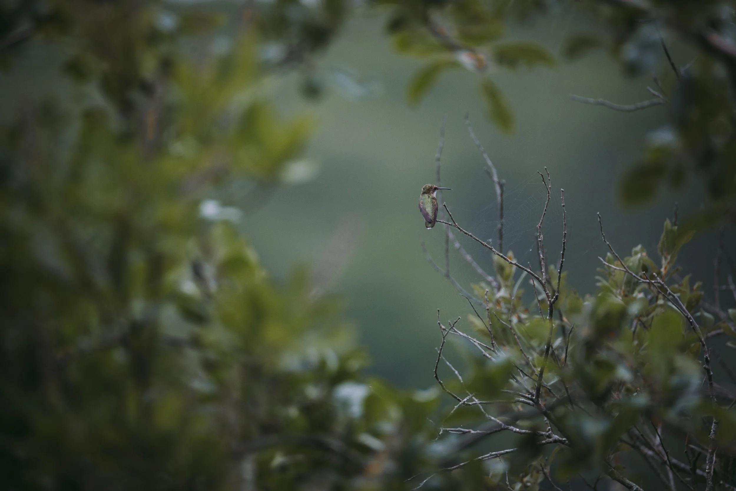 iliana-romanul-birds-hummingbird-in-green.jpg