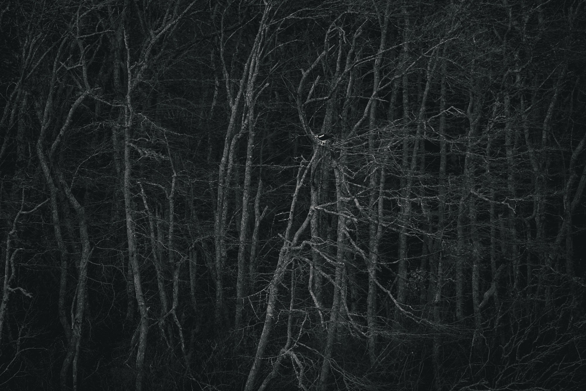 Within the Trees, 2020